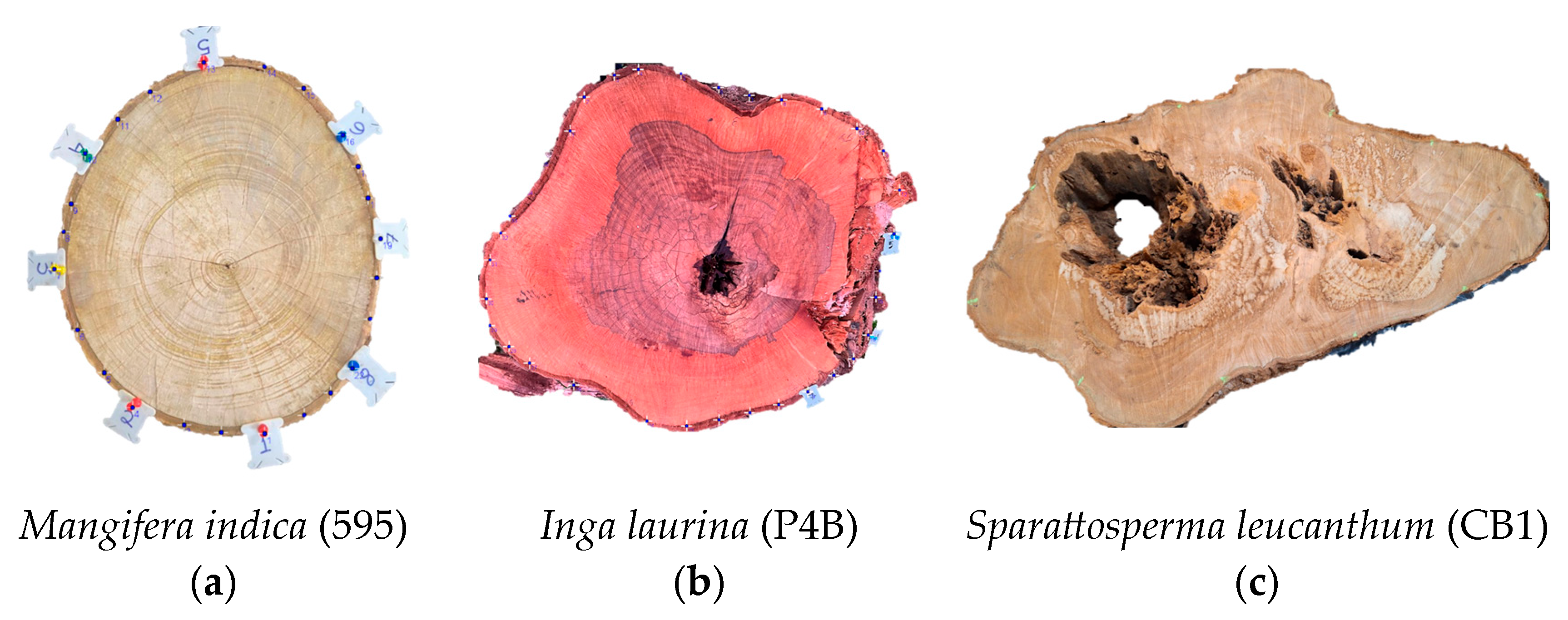 Forests 16 00995 g004