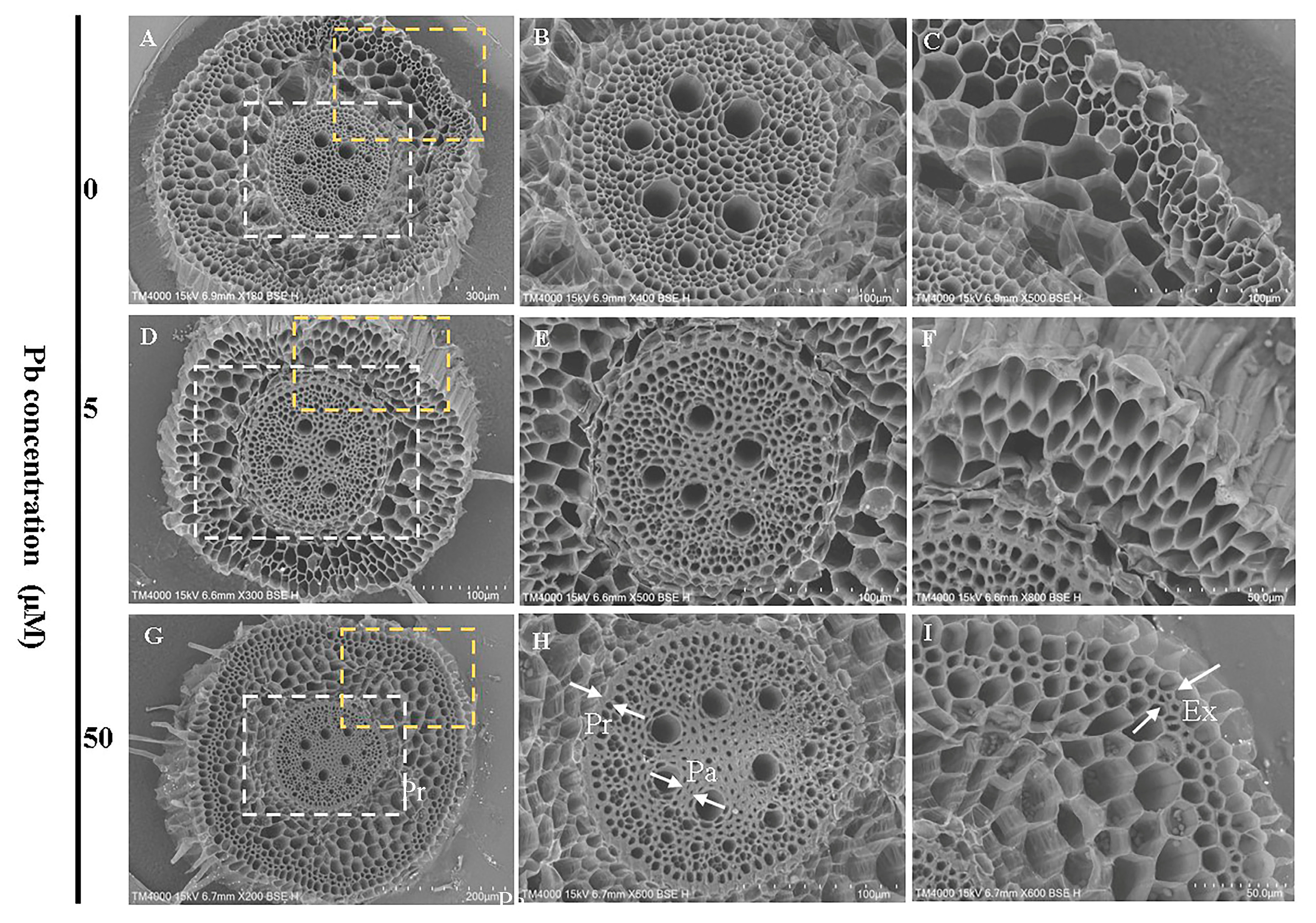 Forests 16 01007 g006