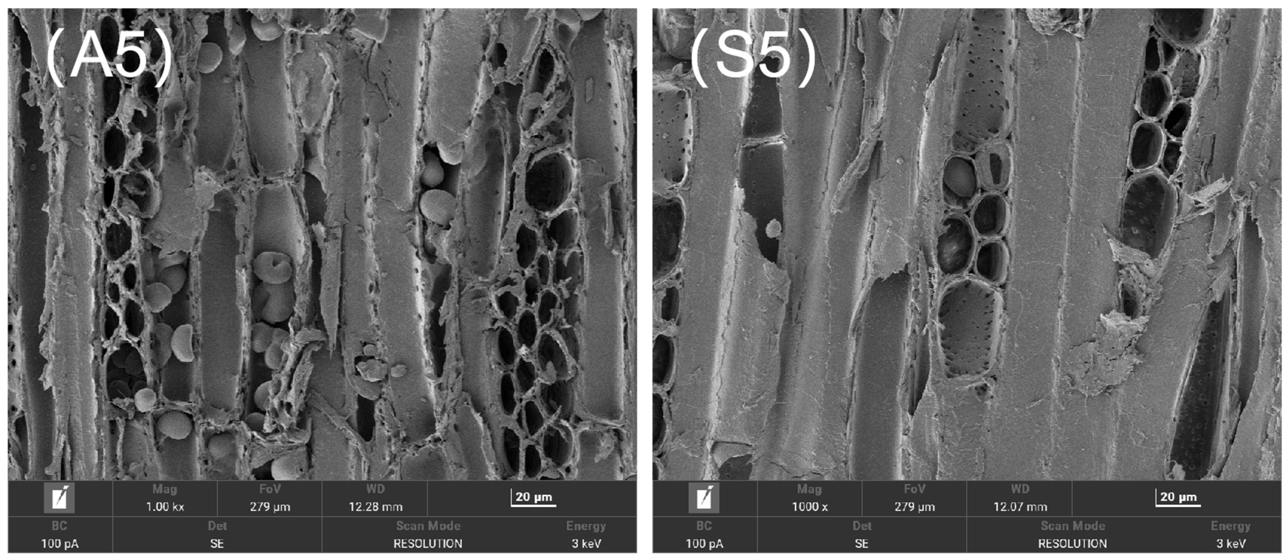Forests 16 01010 g010b
