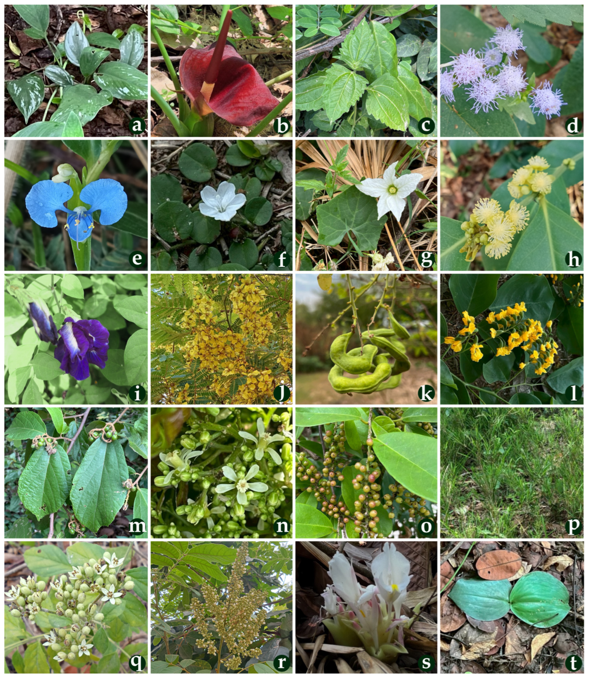 Forests 16 01012 g003