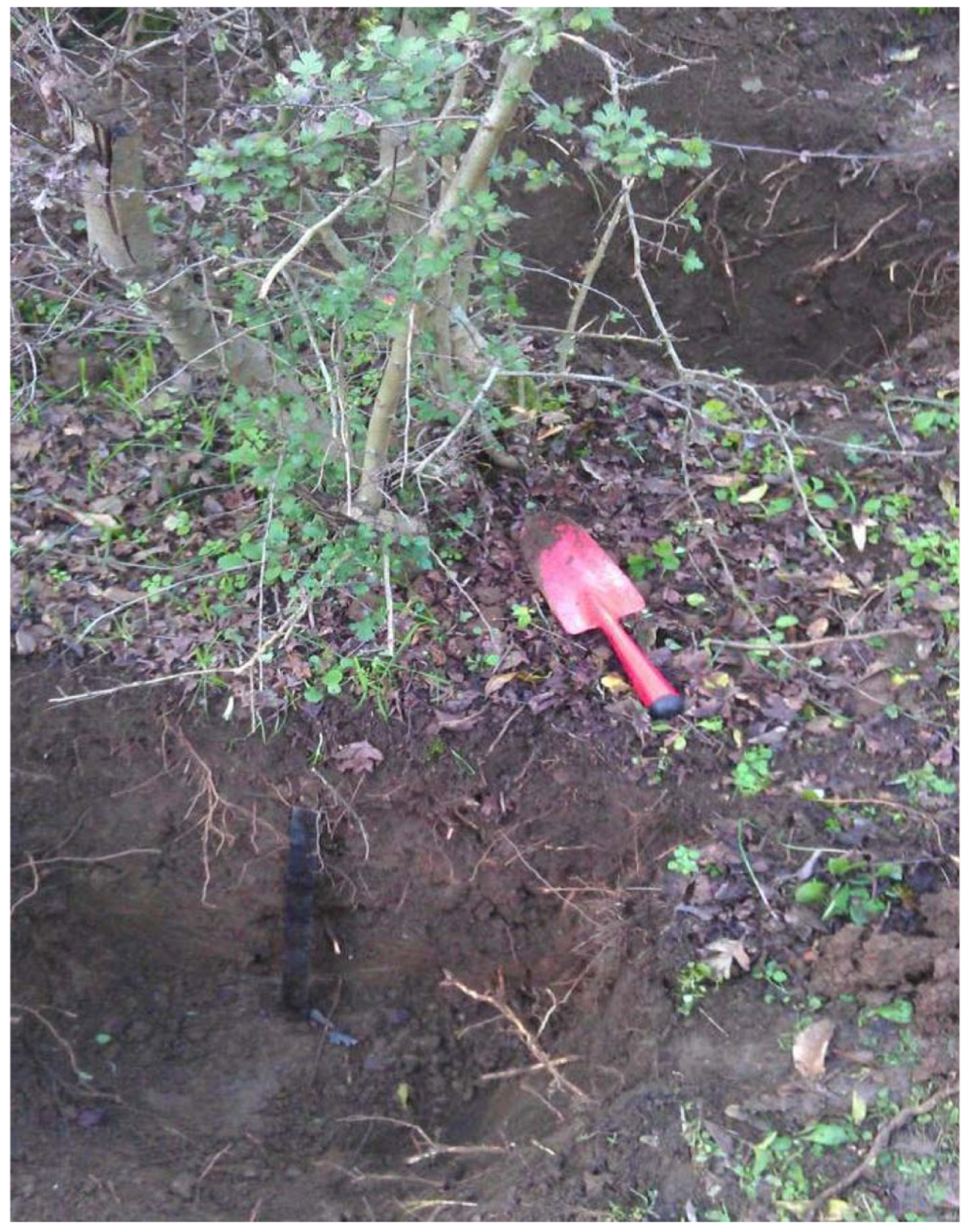 Forests 16 01013 g003