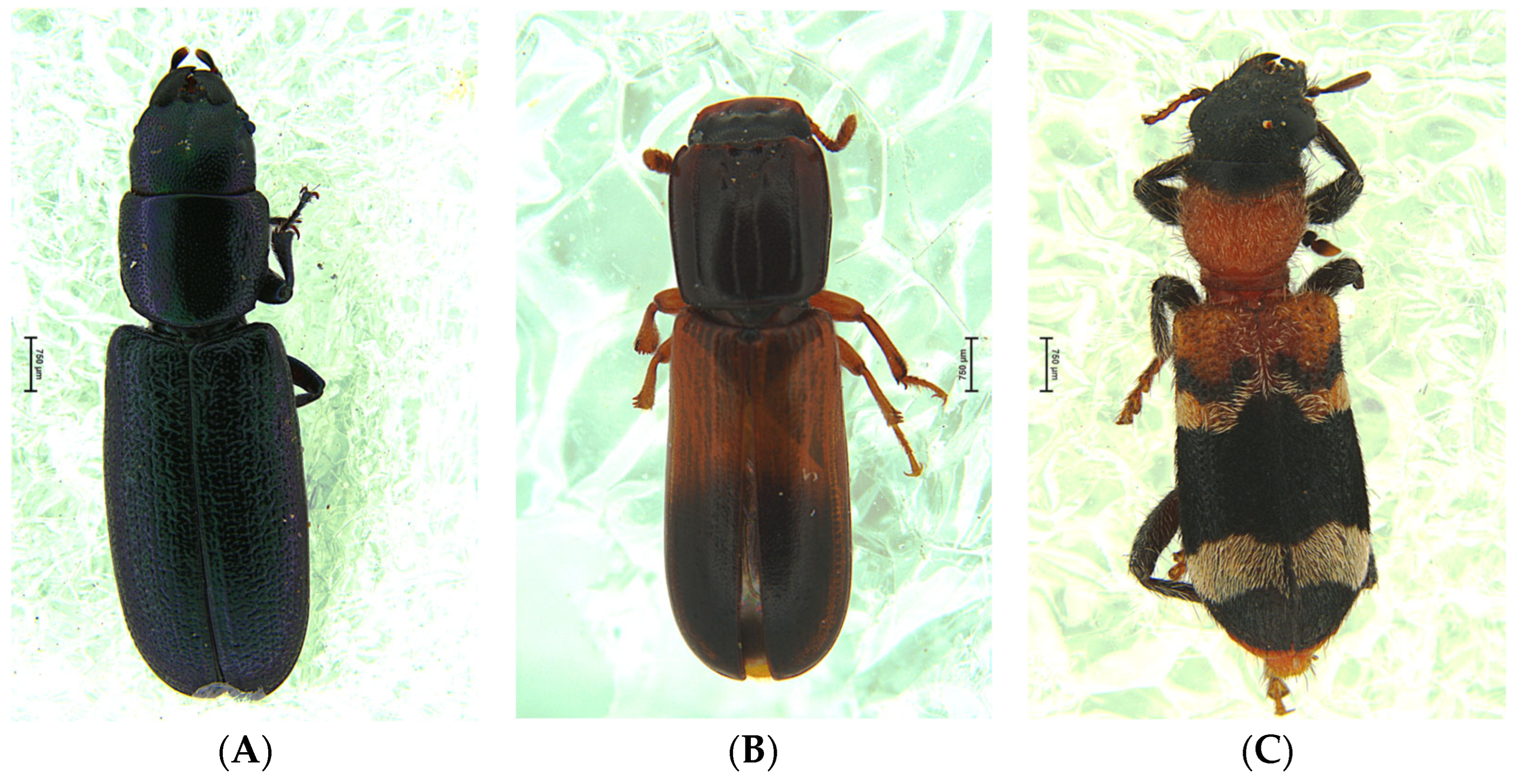 Forests 16 01017 g006