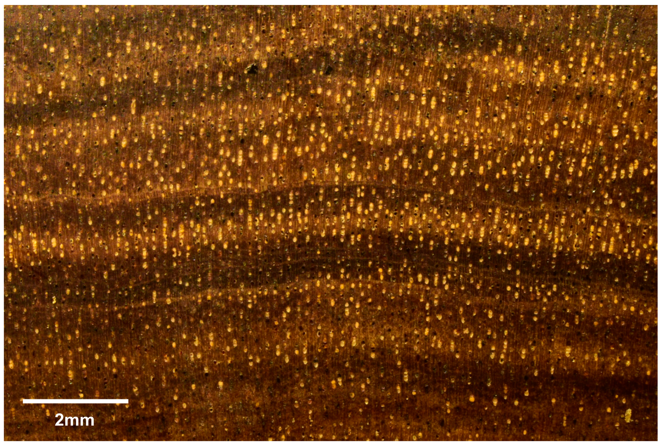 Forests 16 01018 g001 Forests 16 01018 g001