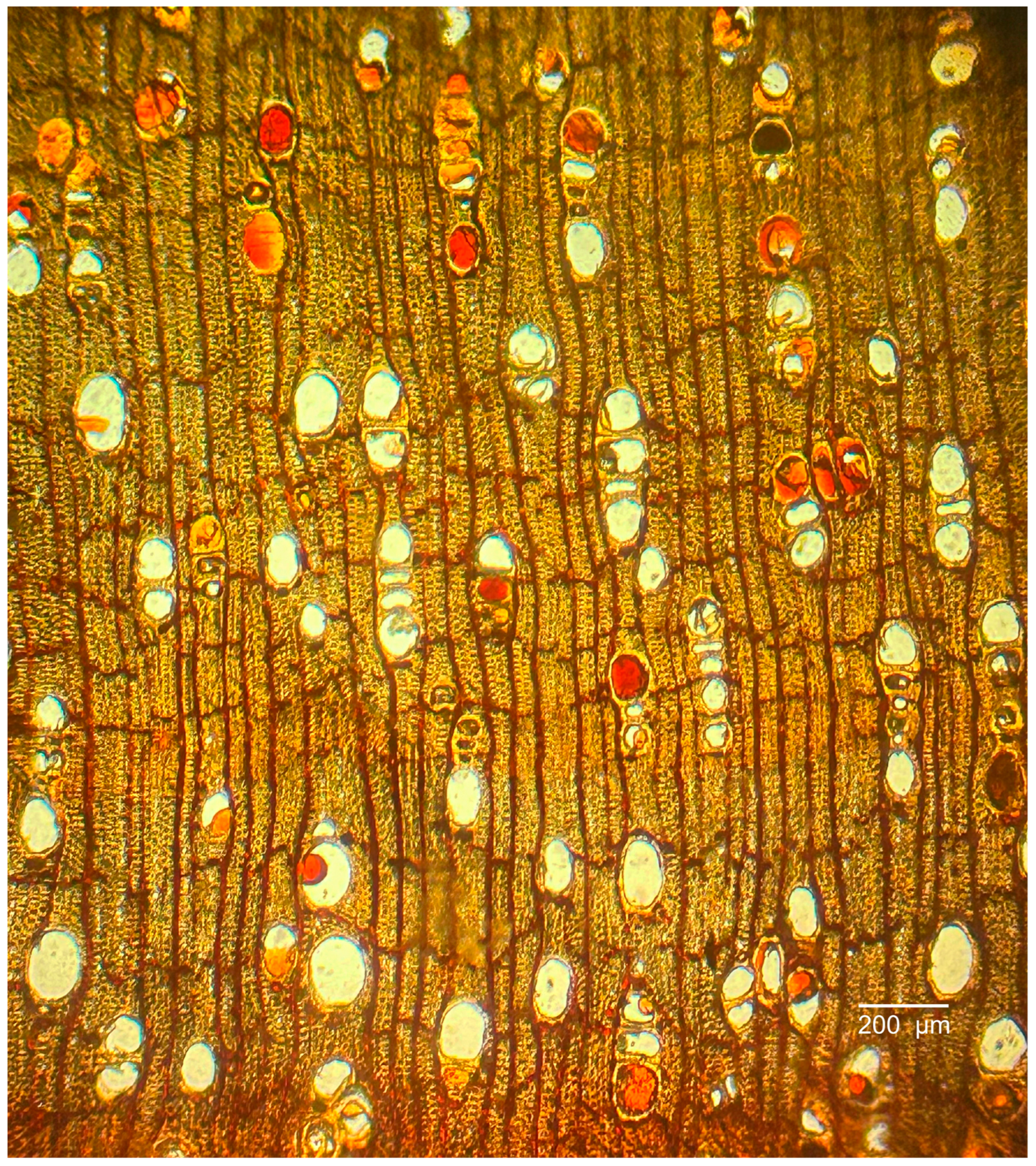 Forests 16 01018 g003 Forests 16 01018 g003