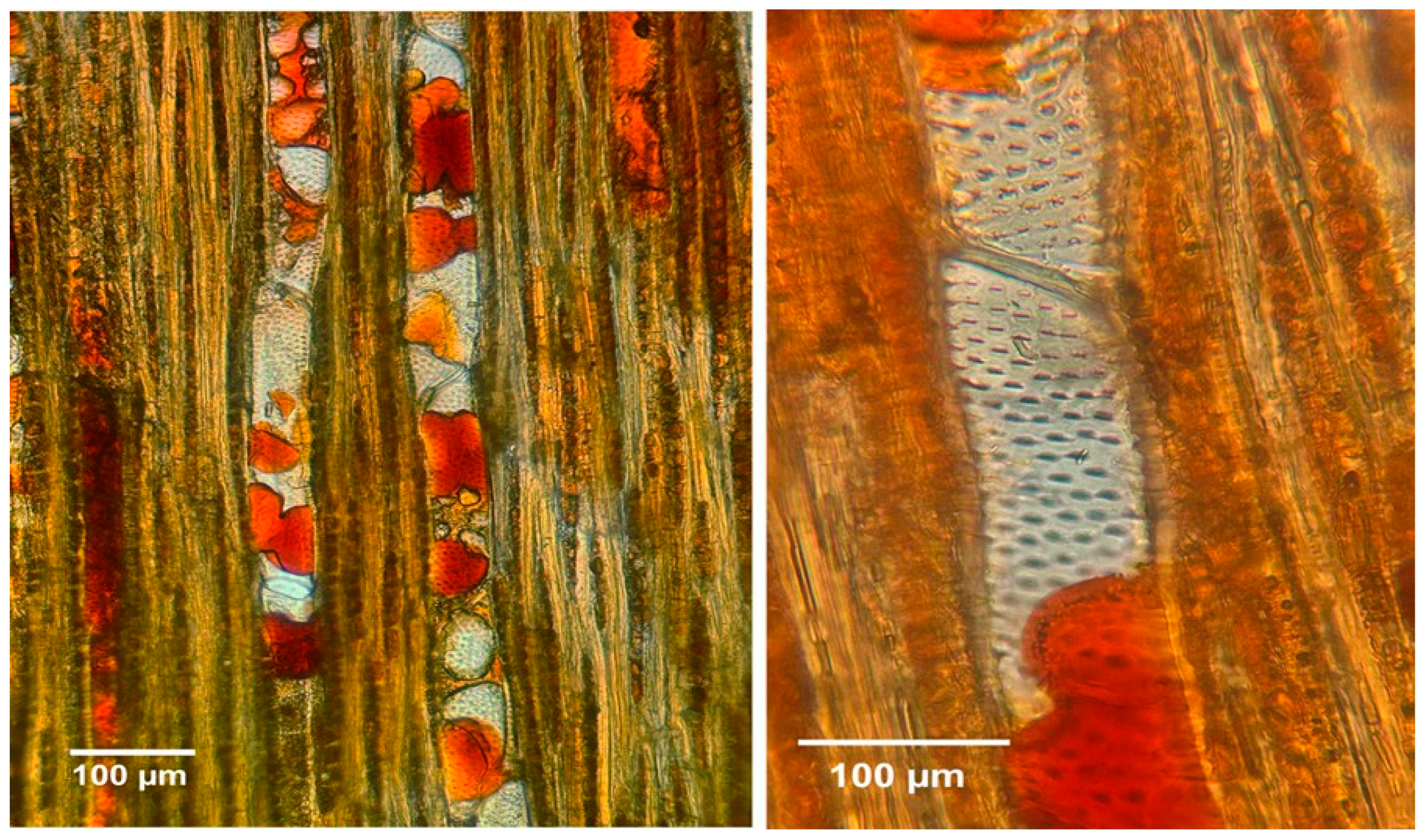 Forests 16 01018 g004 Forests 16 01018 g004