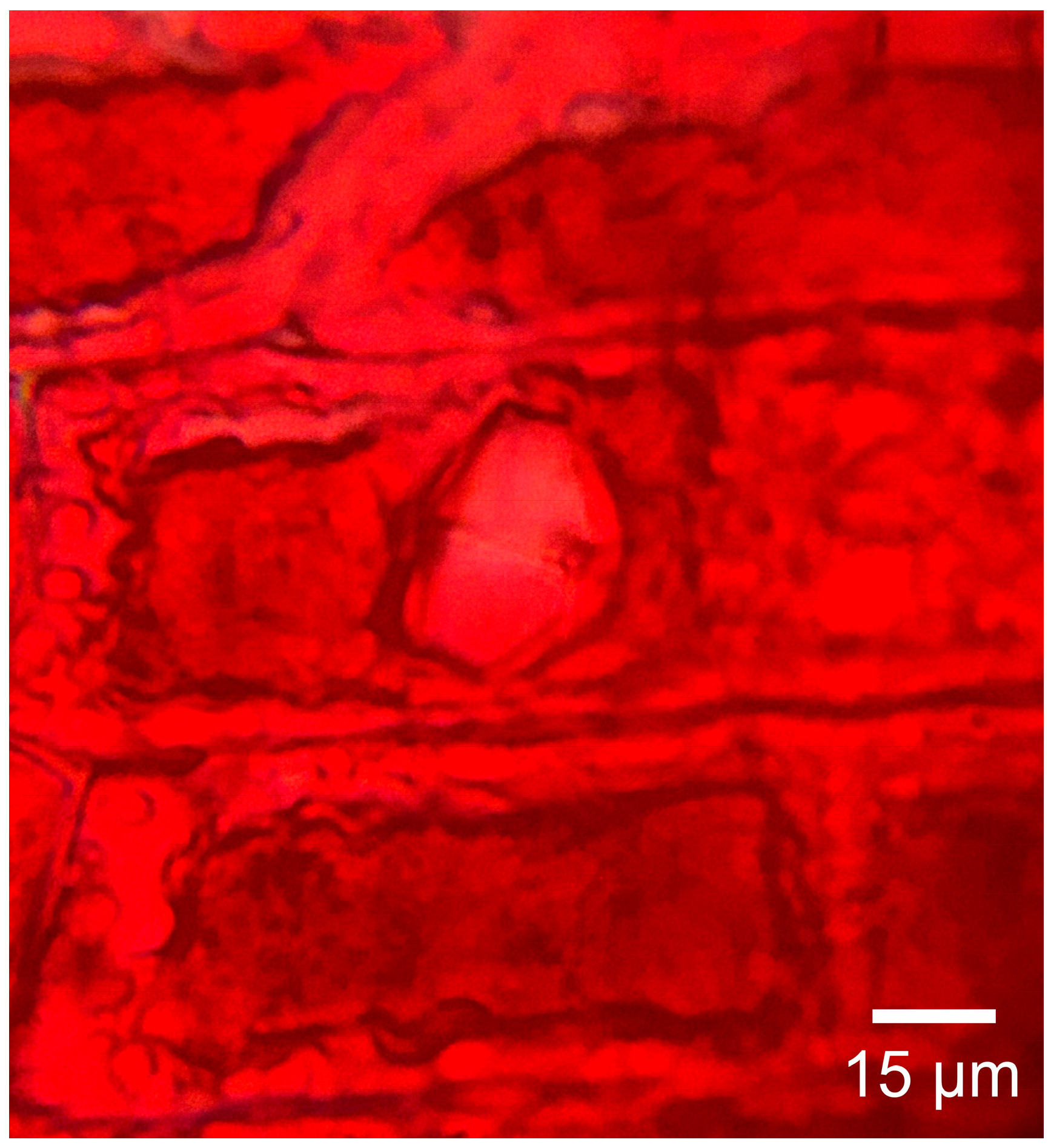 Forests 16 01018 g006 Forests 16 01018 g006