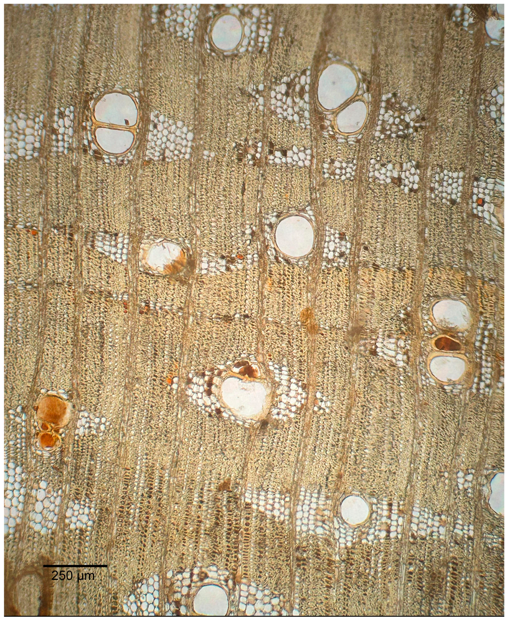 Forests 16 01018 g009 Forests 16 01018 g009