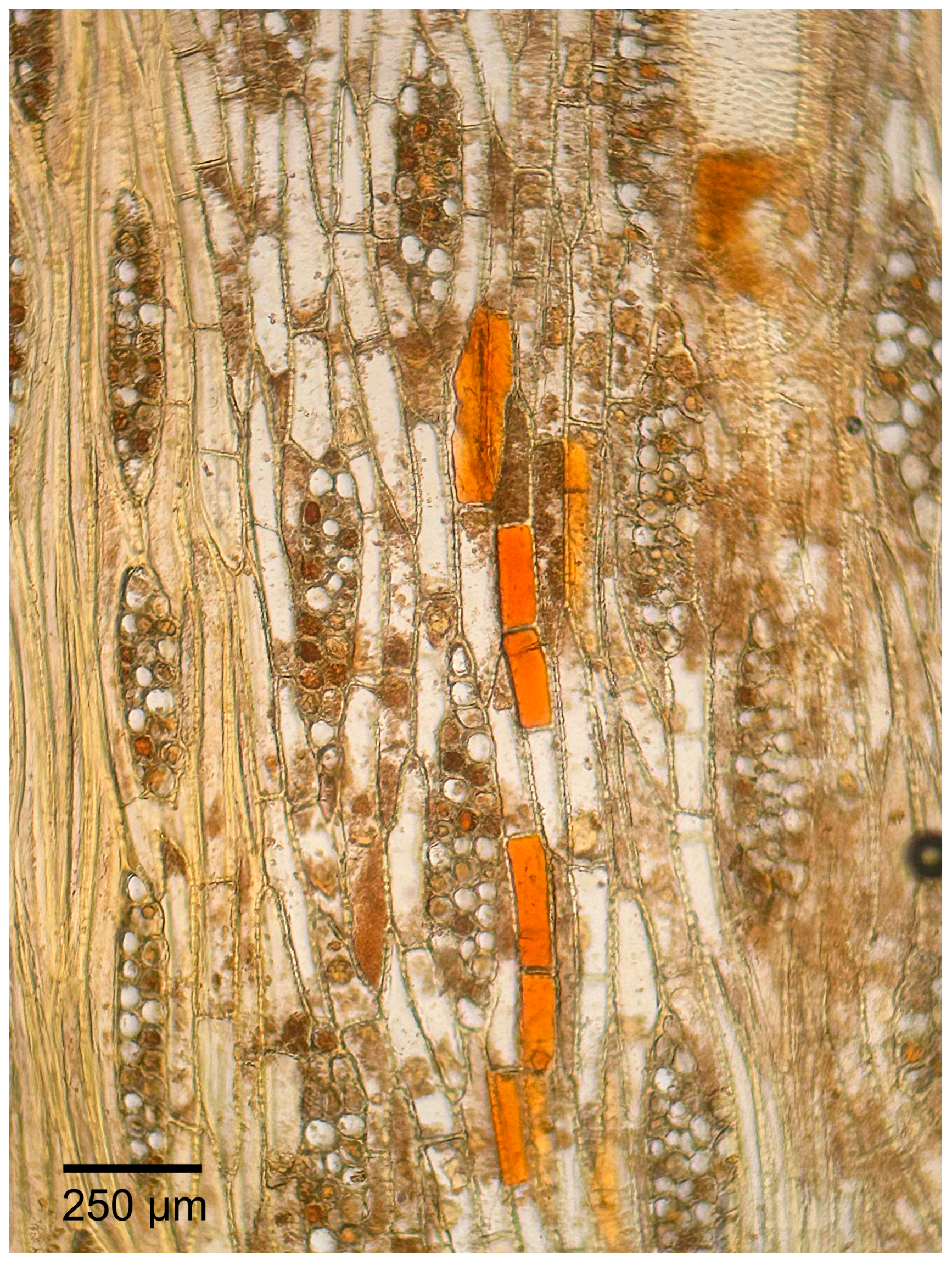 Forests 16 01018 g010 Forests 16 01018 g010