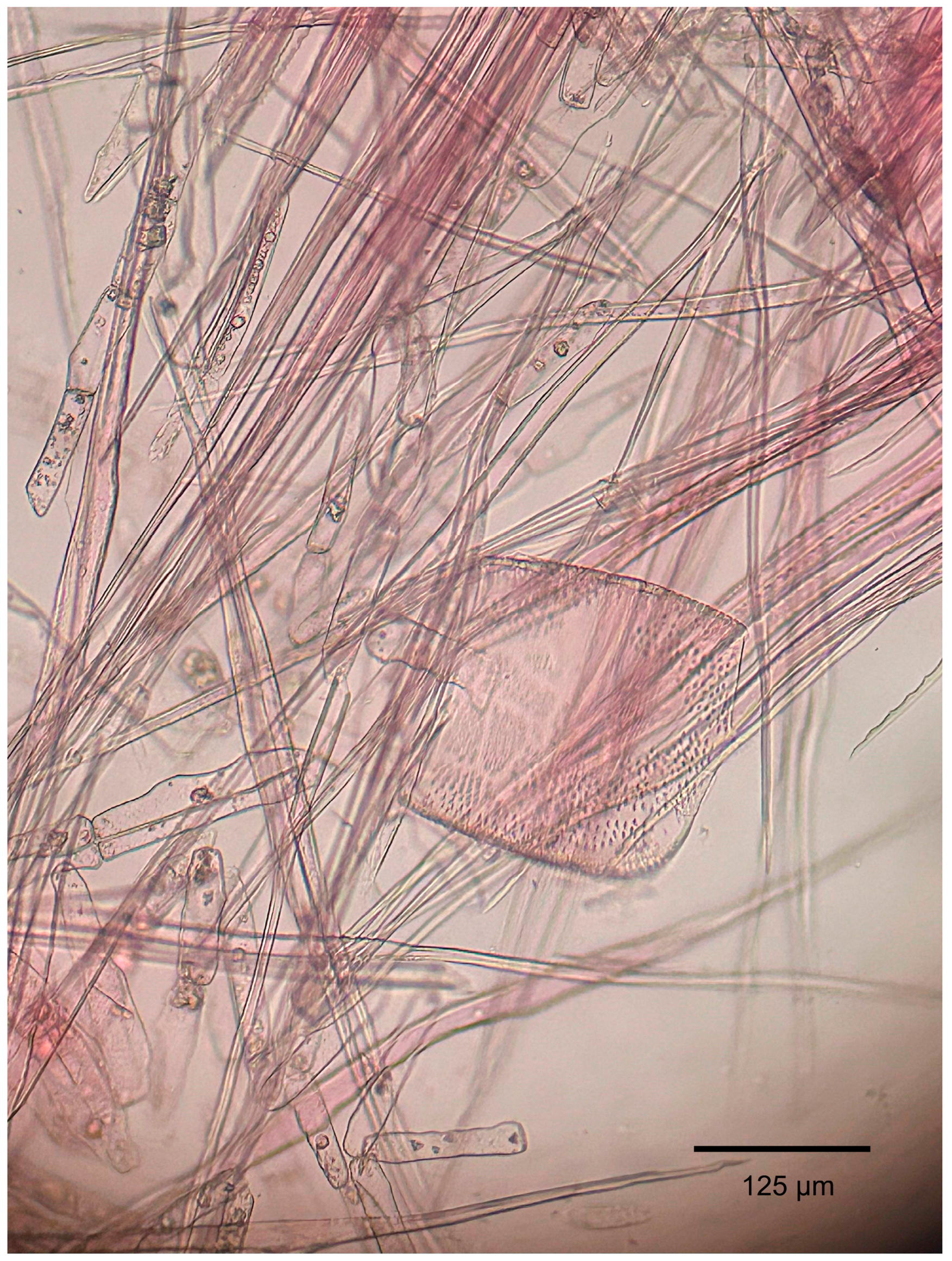 Forests 16 01018 g011 Forests 16 01018 g011