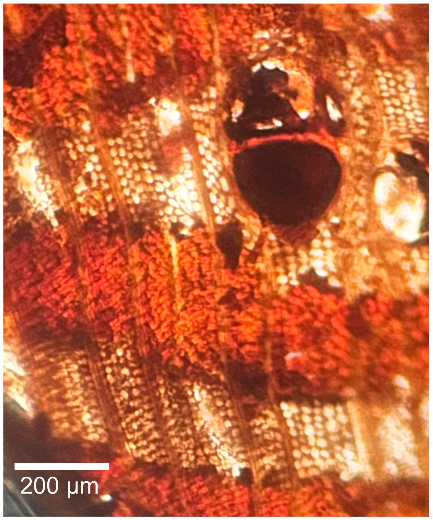 Forests 16 01018 g014 Forests 16 01018 g014