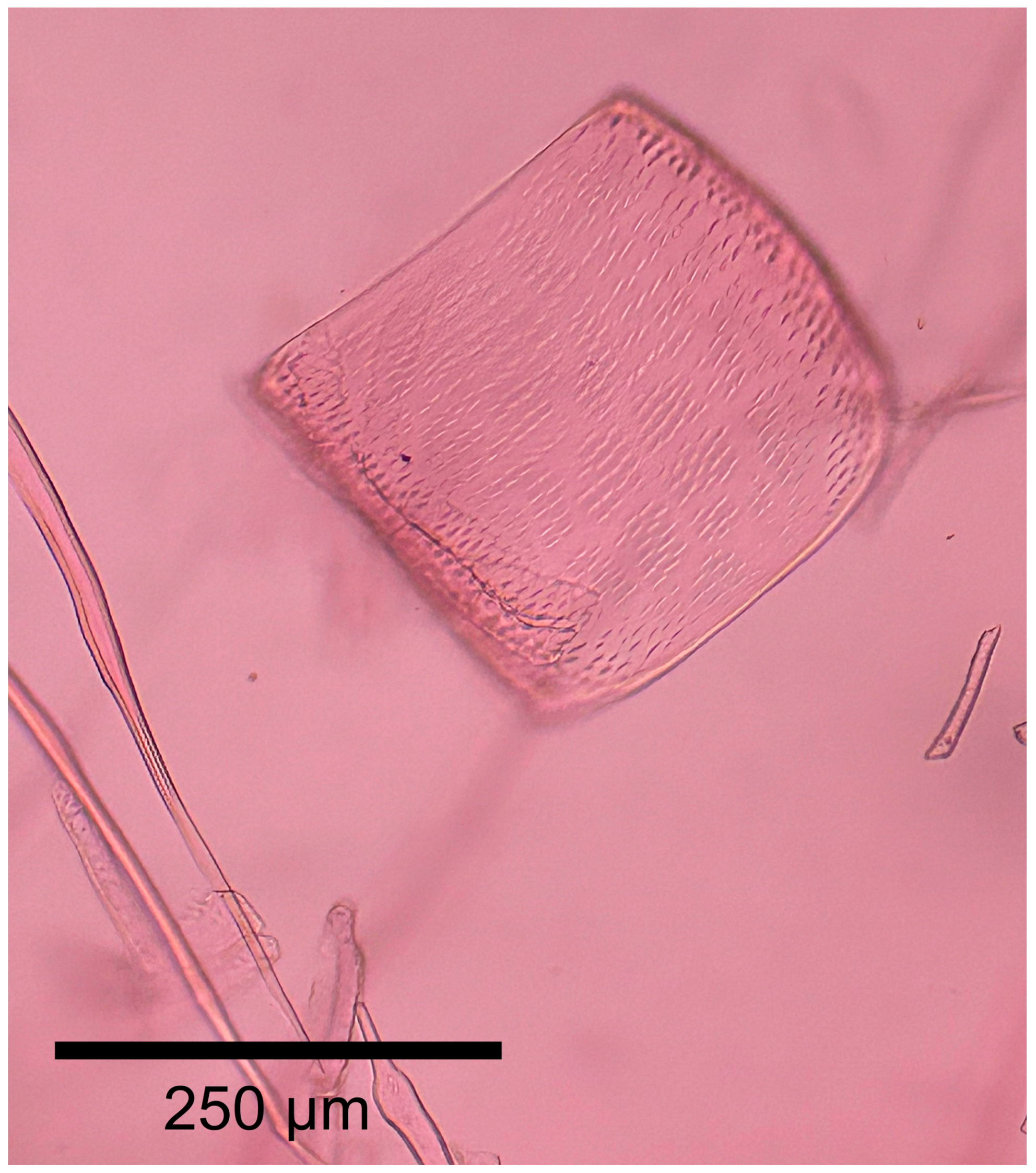 Forests 16 01018 g015 Forests 16 01018 g015