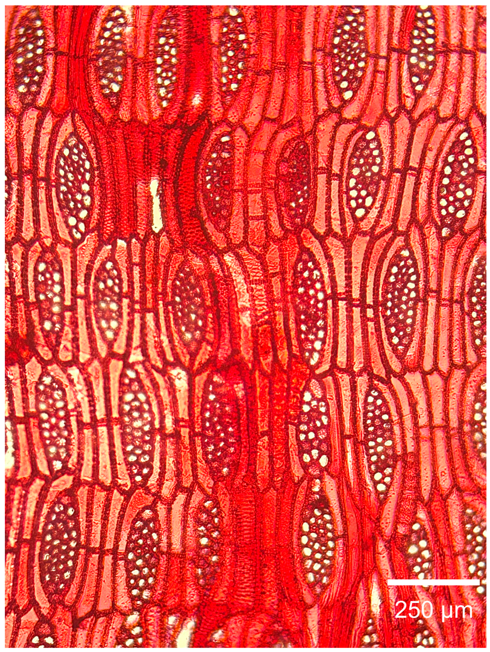 Forests 16 01018 g016 Forests 16 01018 g016