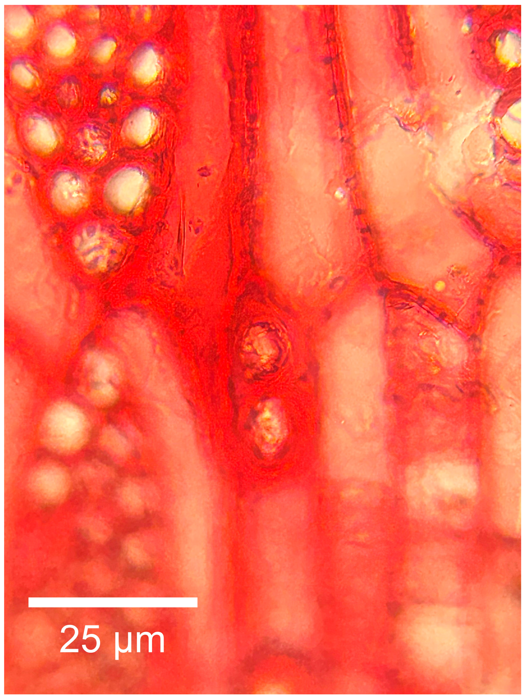 Forests 16 01018 g017 Forests 16 01018 g017