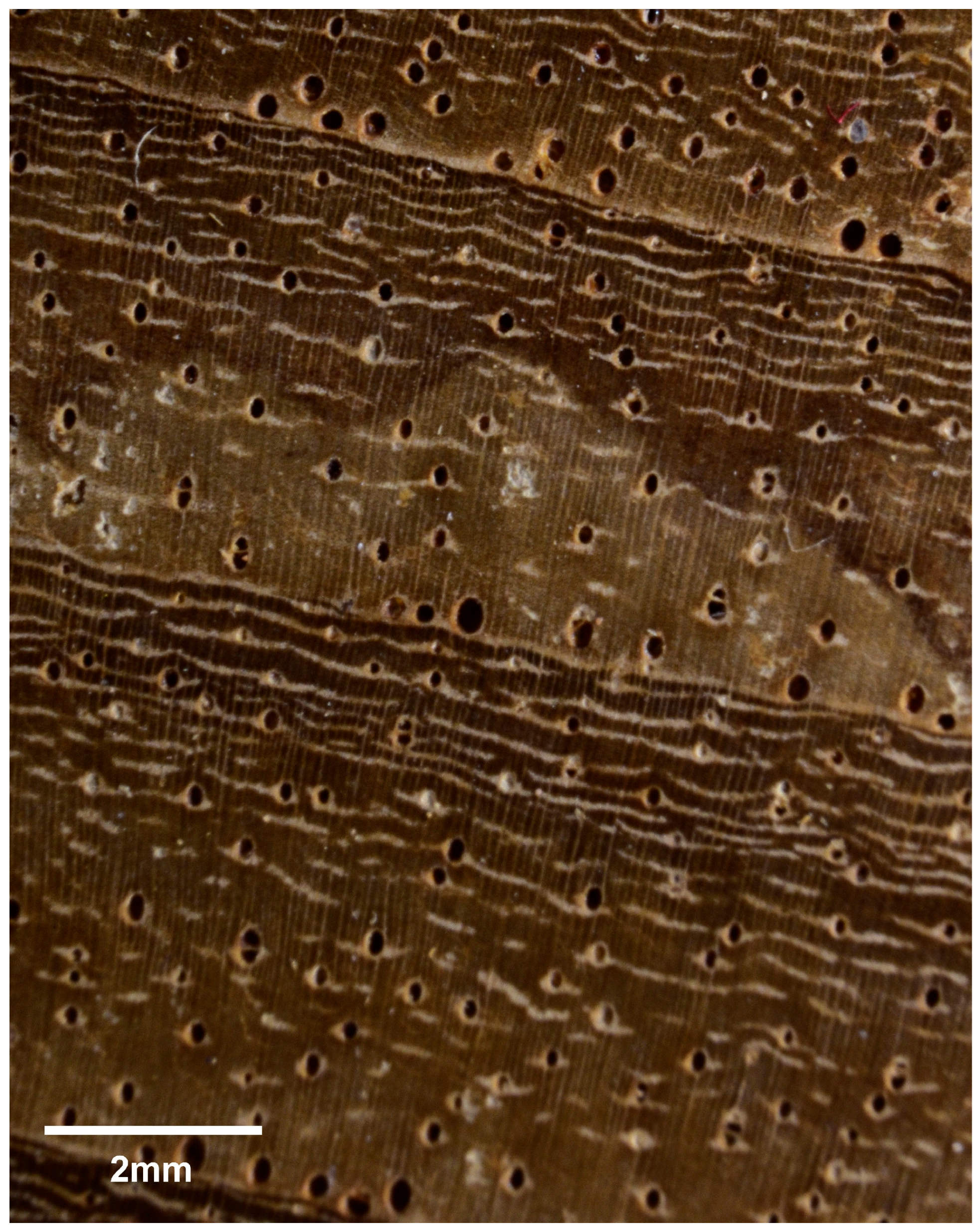 Forests 16 01018 g018 Forests 16 01018 g018