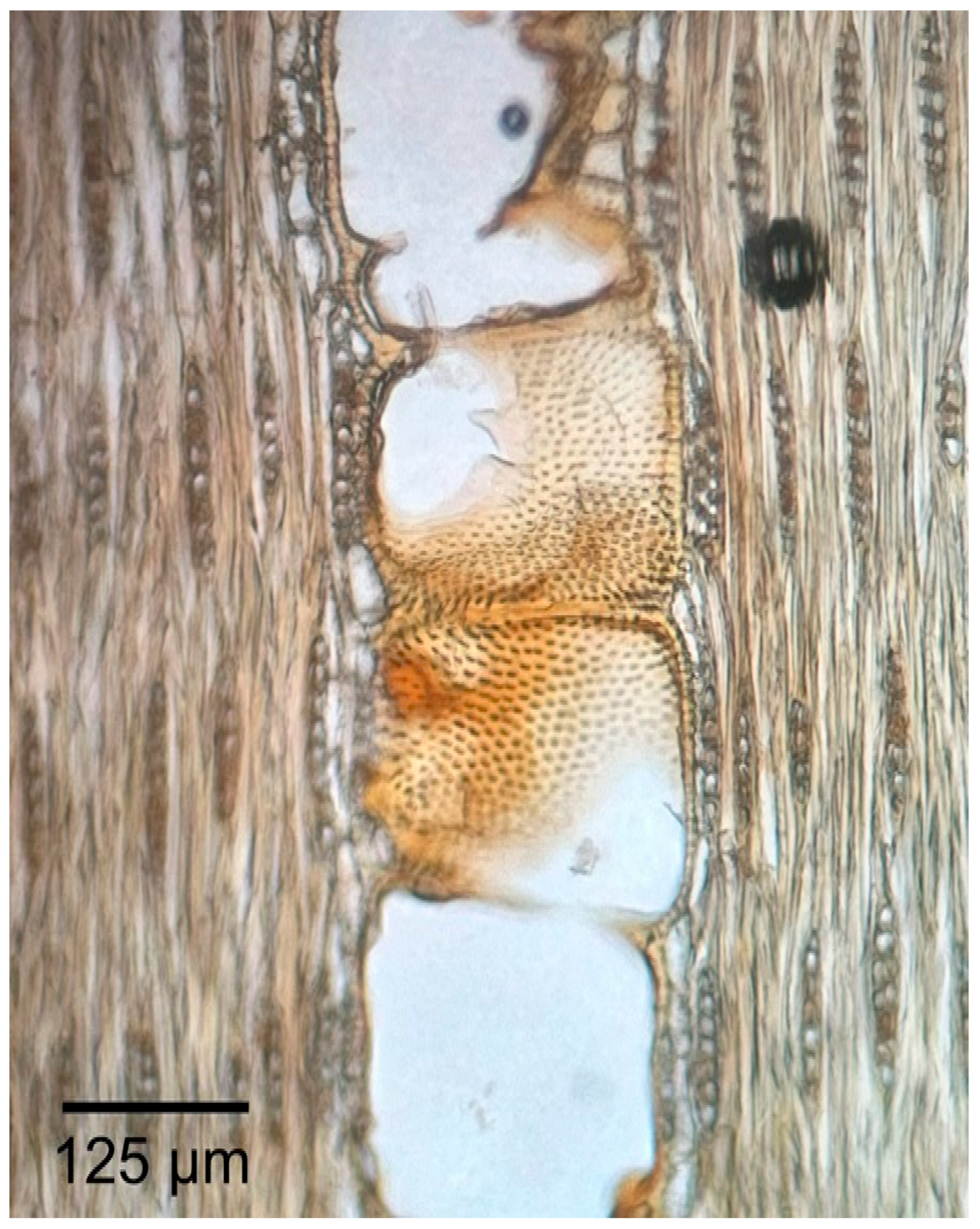 Forests 16 01018 g020 Forests 16 01018 g020