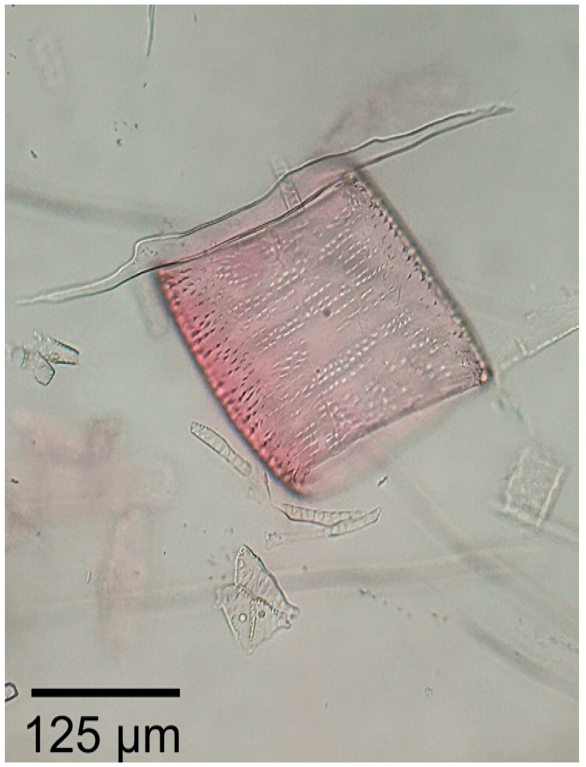 Forests 16 01018 g021 Forests 16 01018 g021