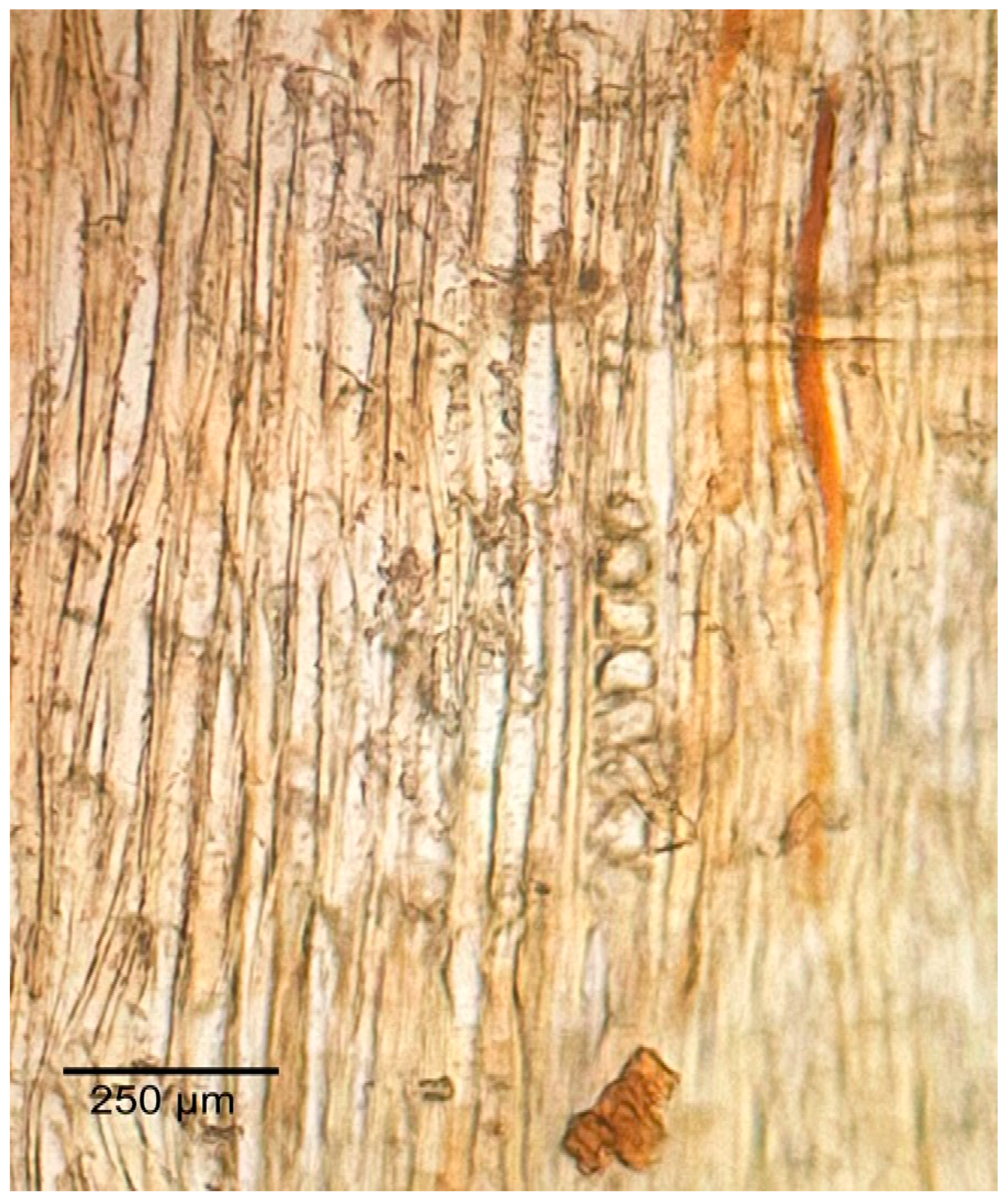 Forests 16 01018 g022 Forests 16 01018 g022