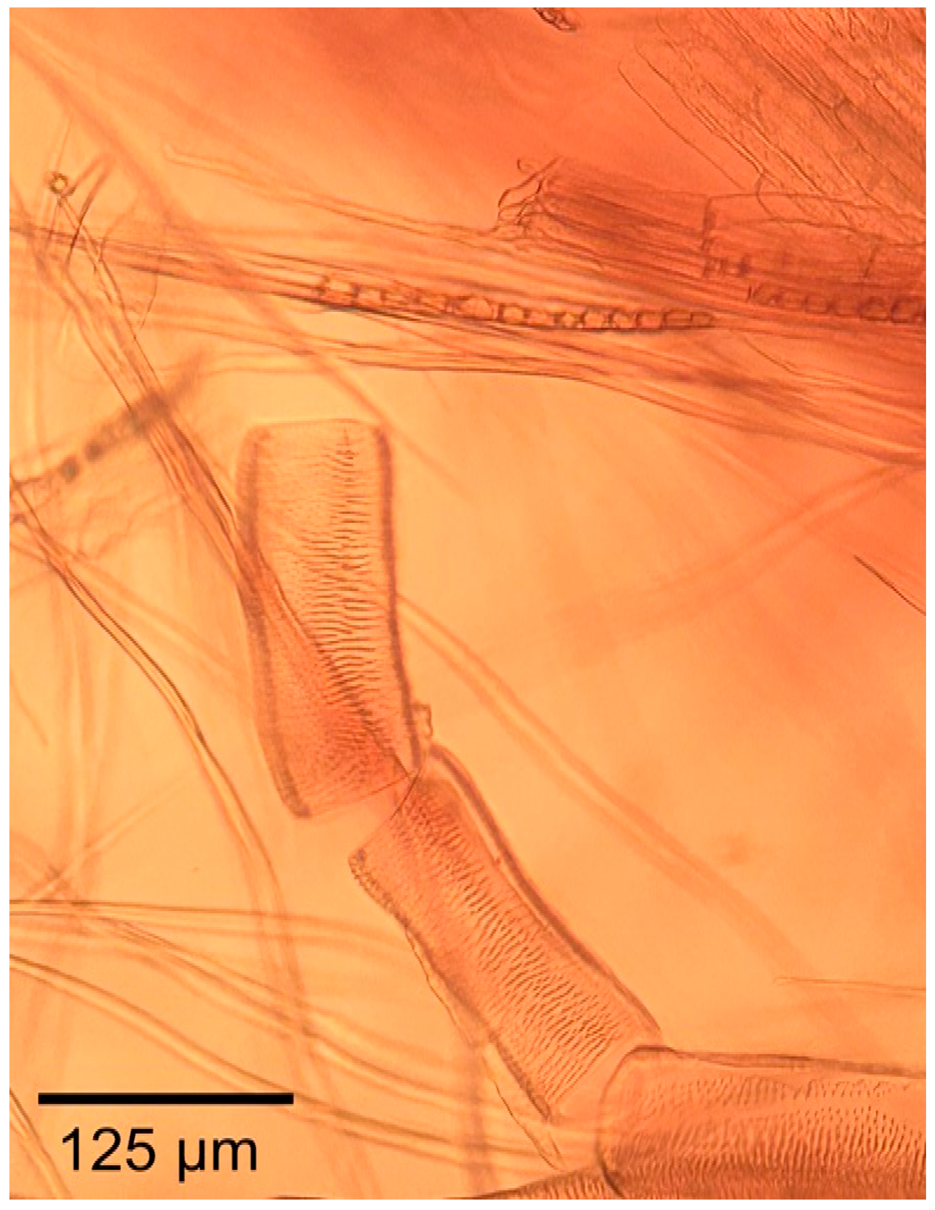 Forests 16 01018 g026 Forests 16 01018 g026