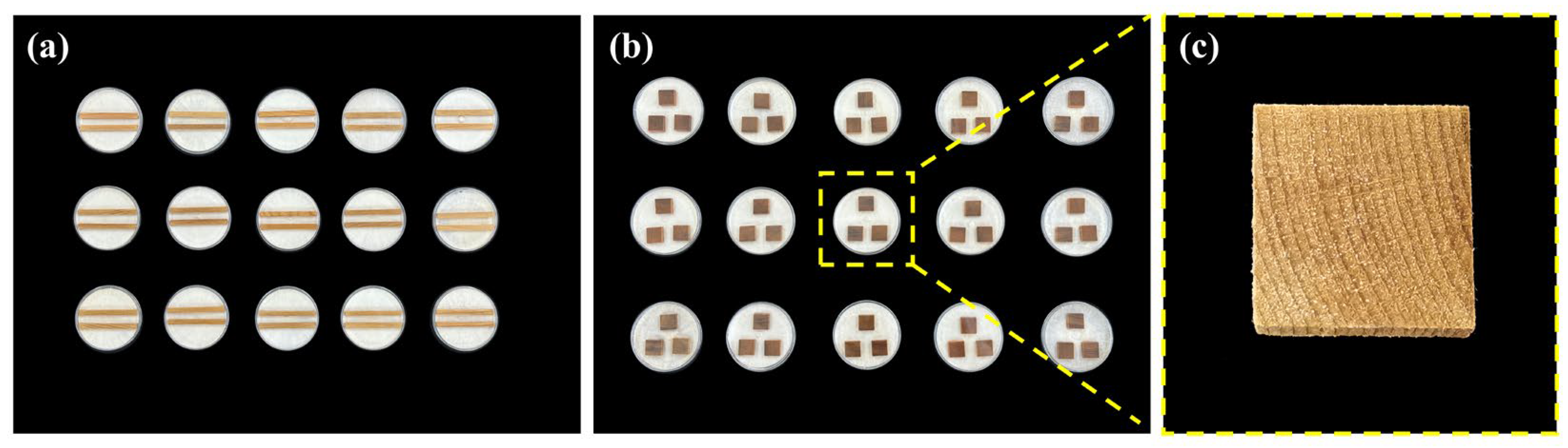 Forests 16 01030 g003