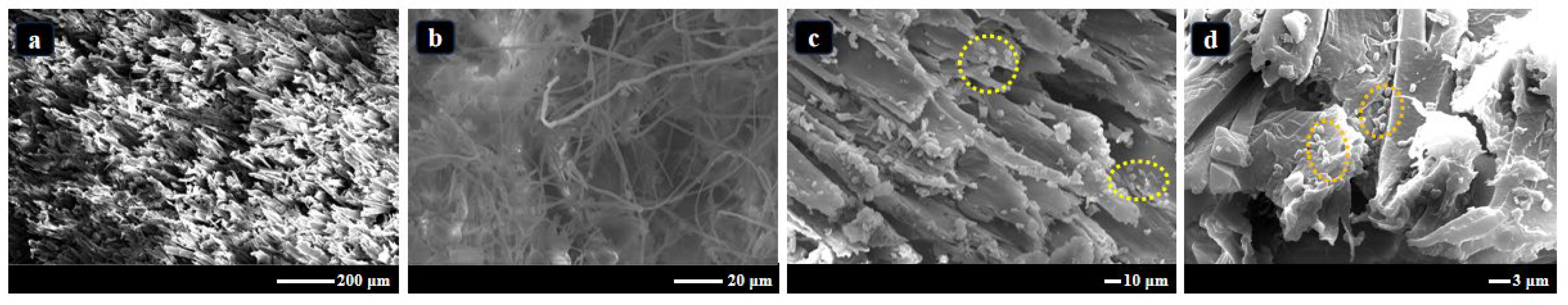 Forests 16 01030 g010