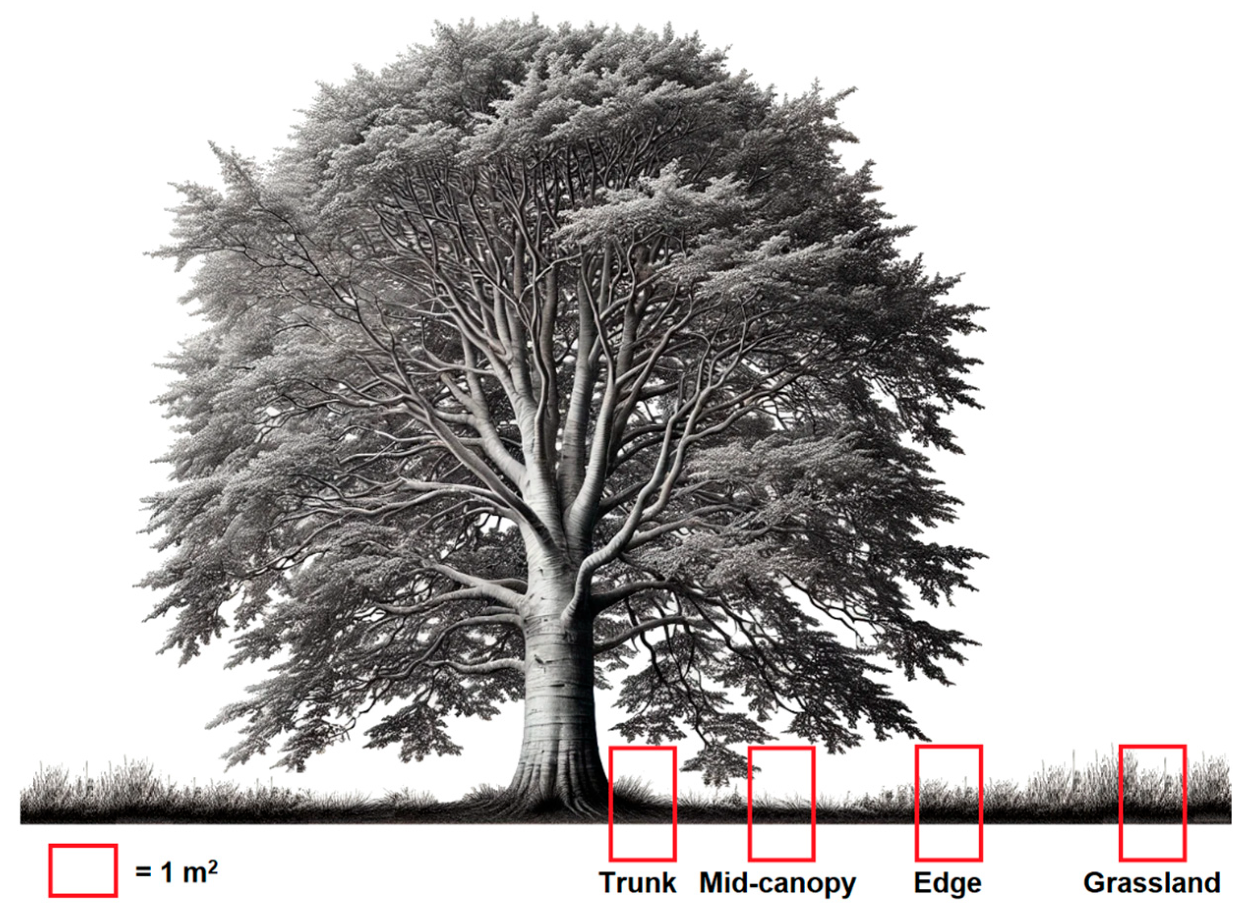 Forests 16 01034 g002