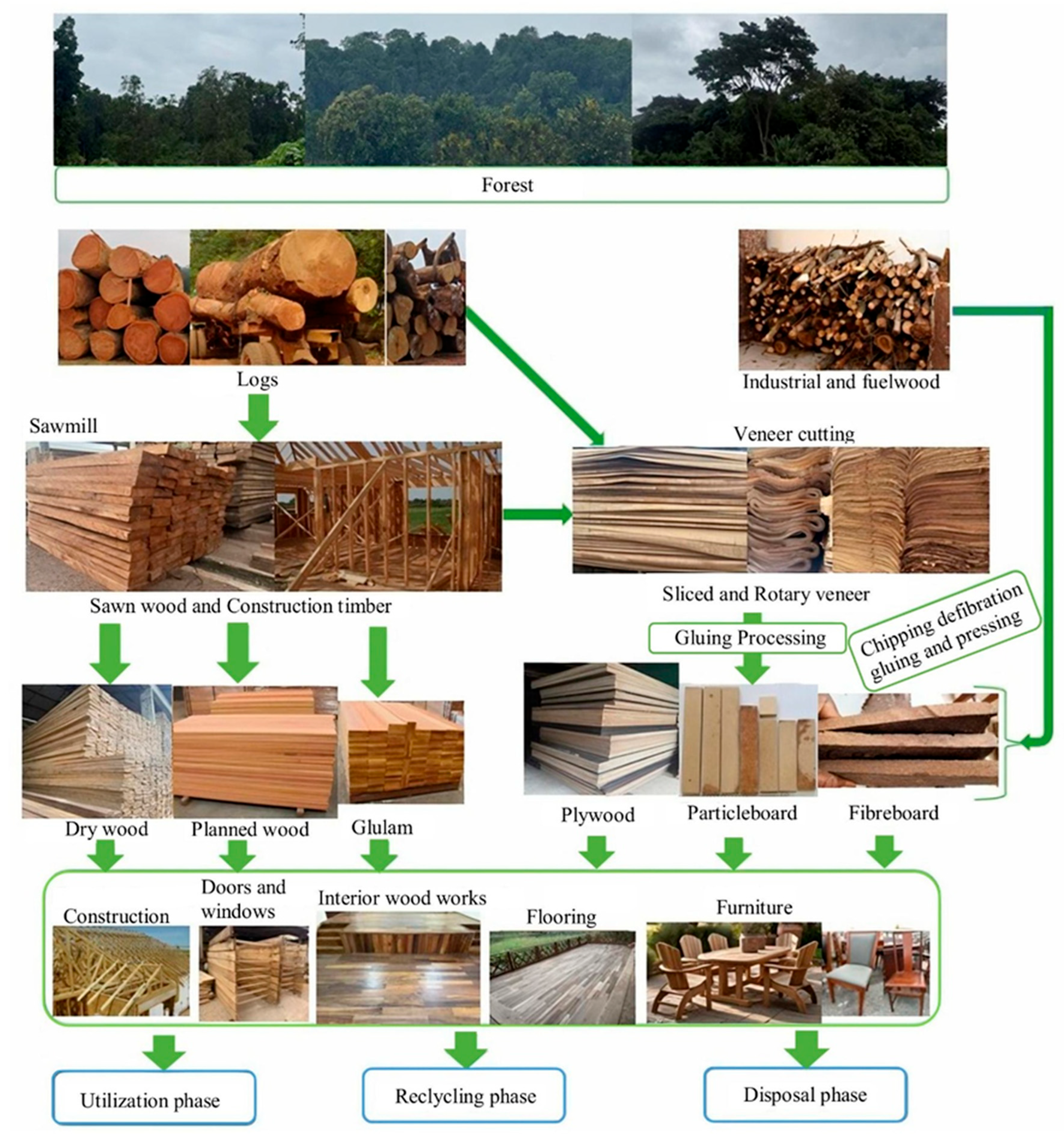 Forests 16 01036 g001