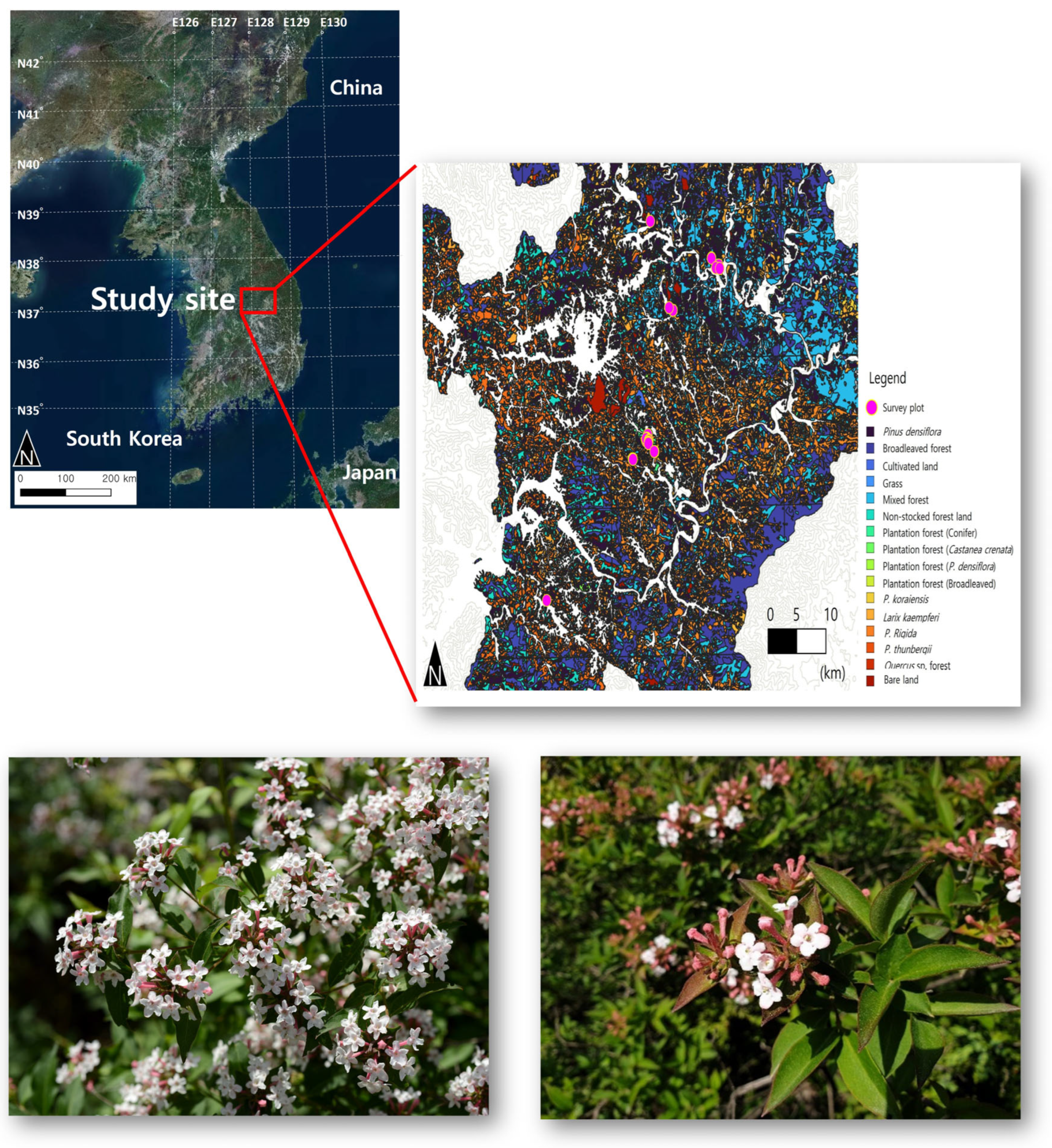 Forests 16 01042 g001