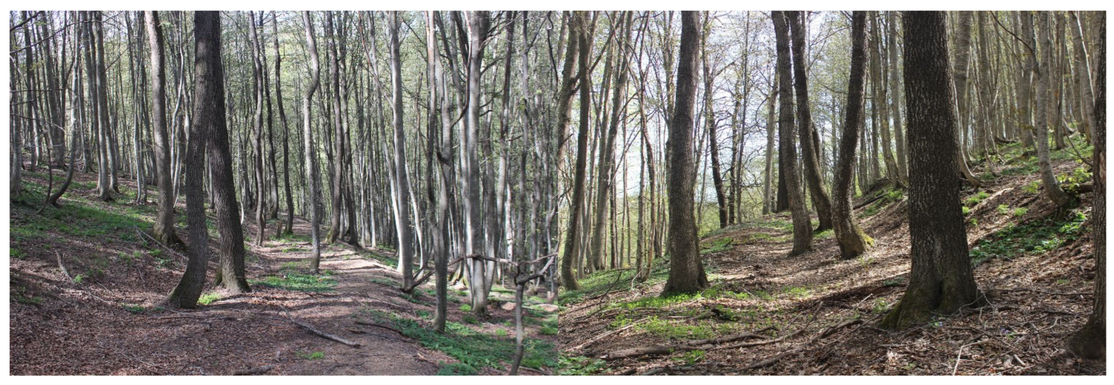 Forests 16 01044 g002