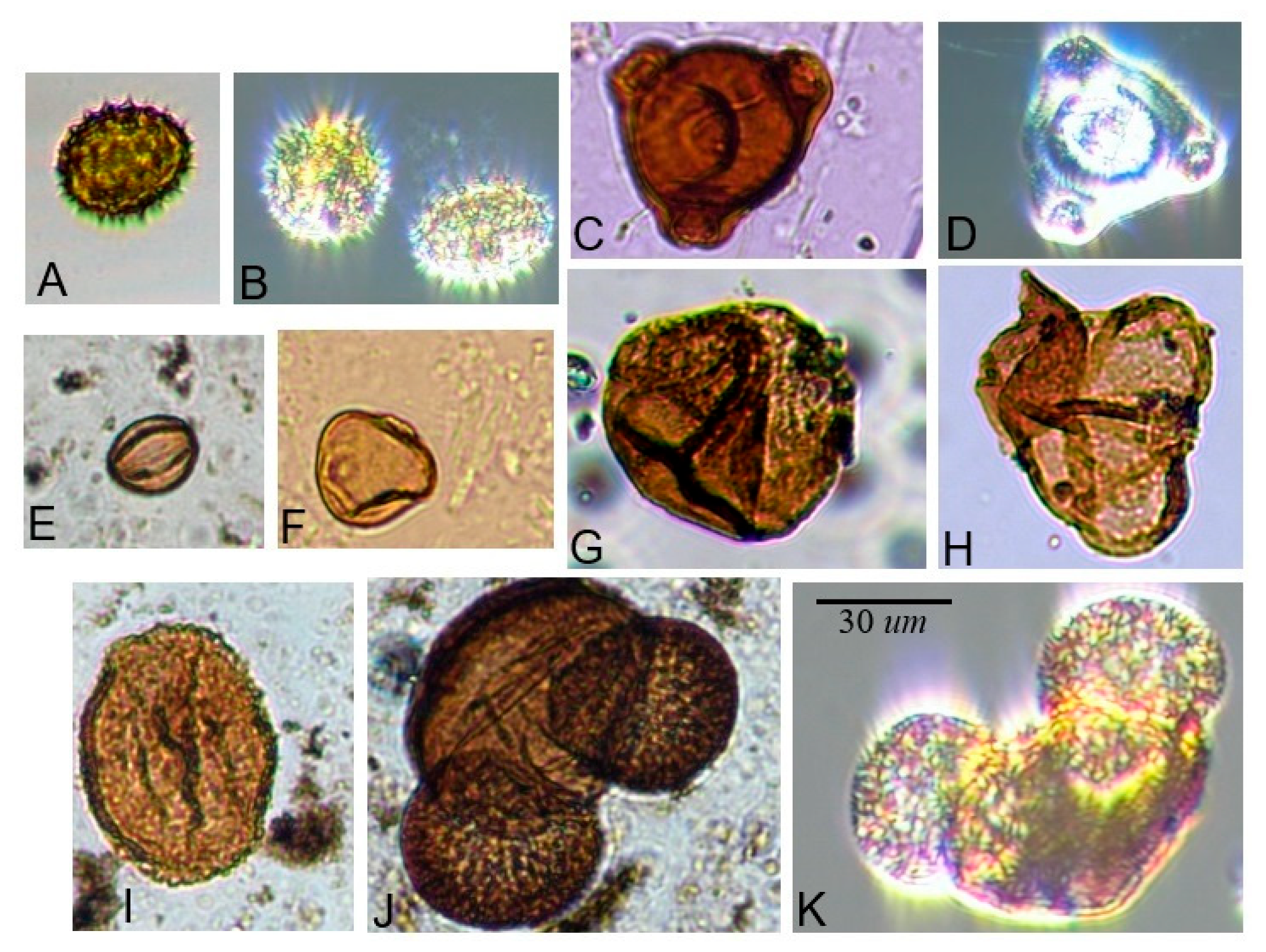 Forests 16 01051 g004