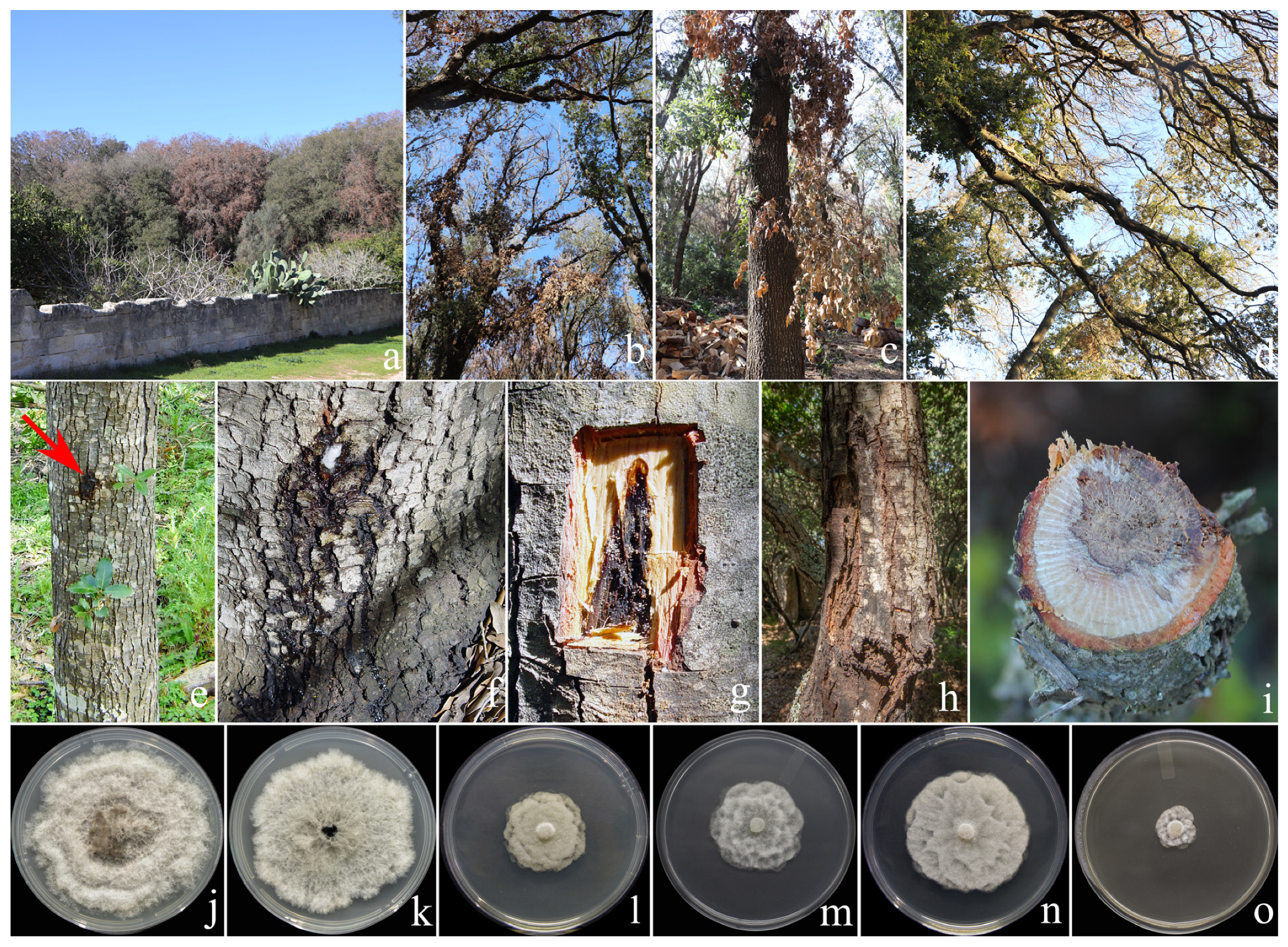 Forests 16 01052 g001