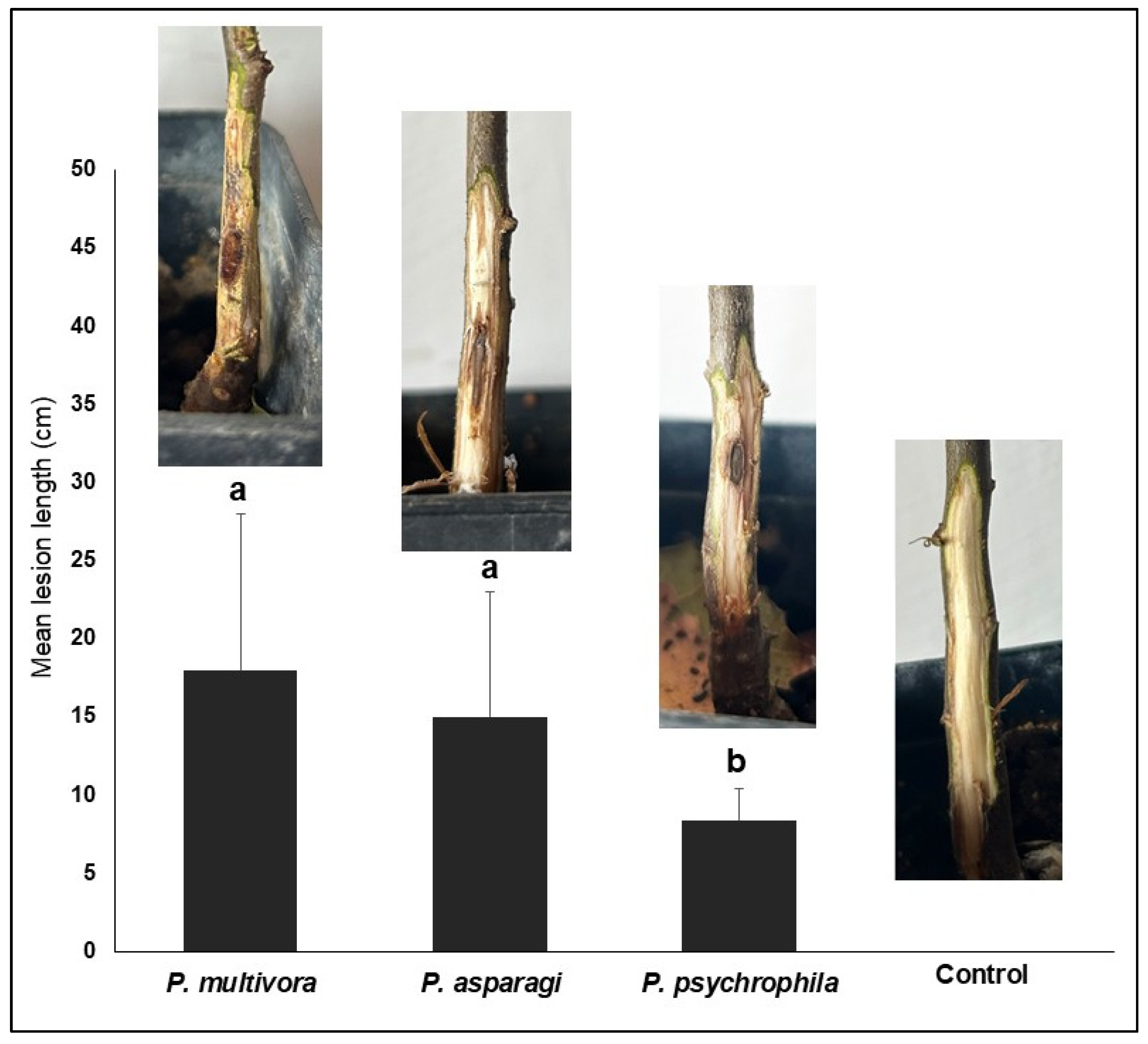 Forests 16 01052 g004