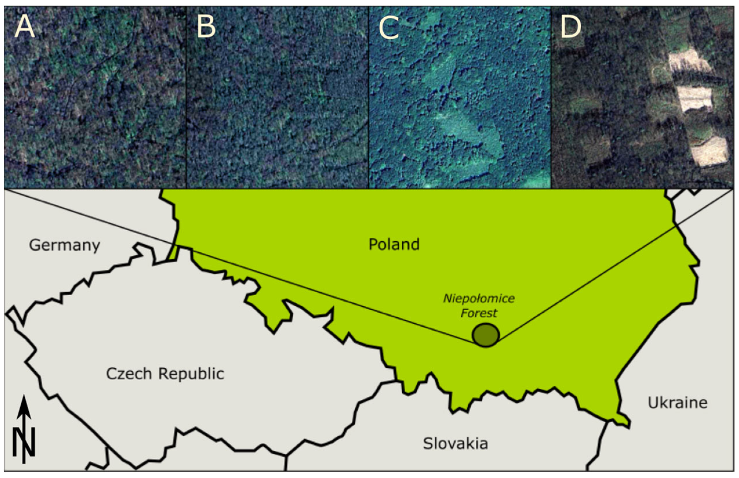 Forests 16 01060 g001 Forests 16 01060 g001