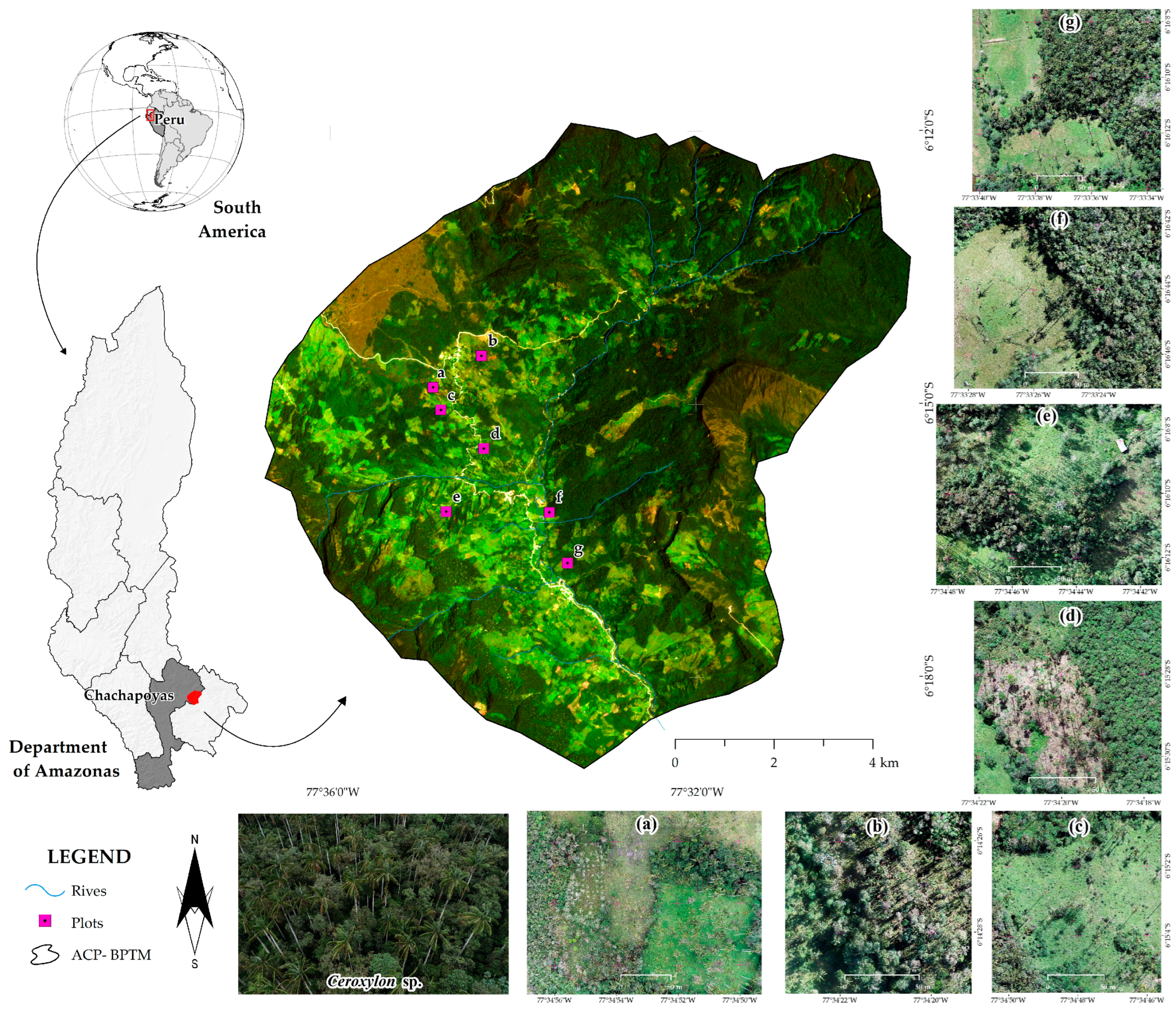 Forests 16 01061 g001