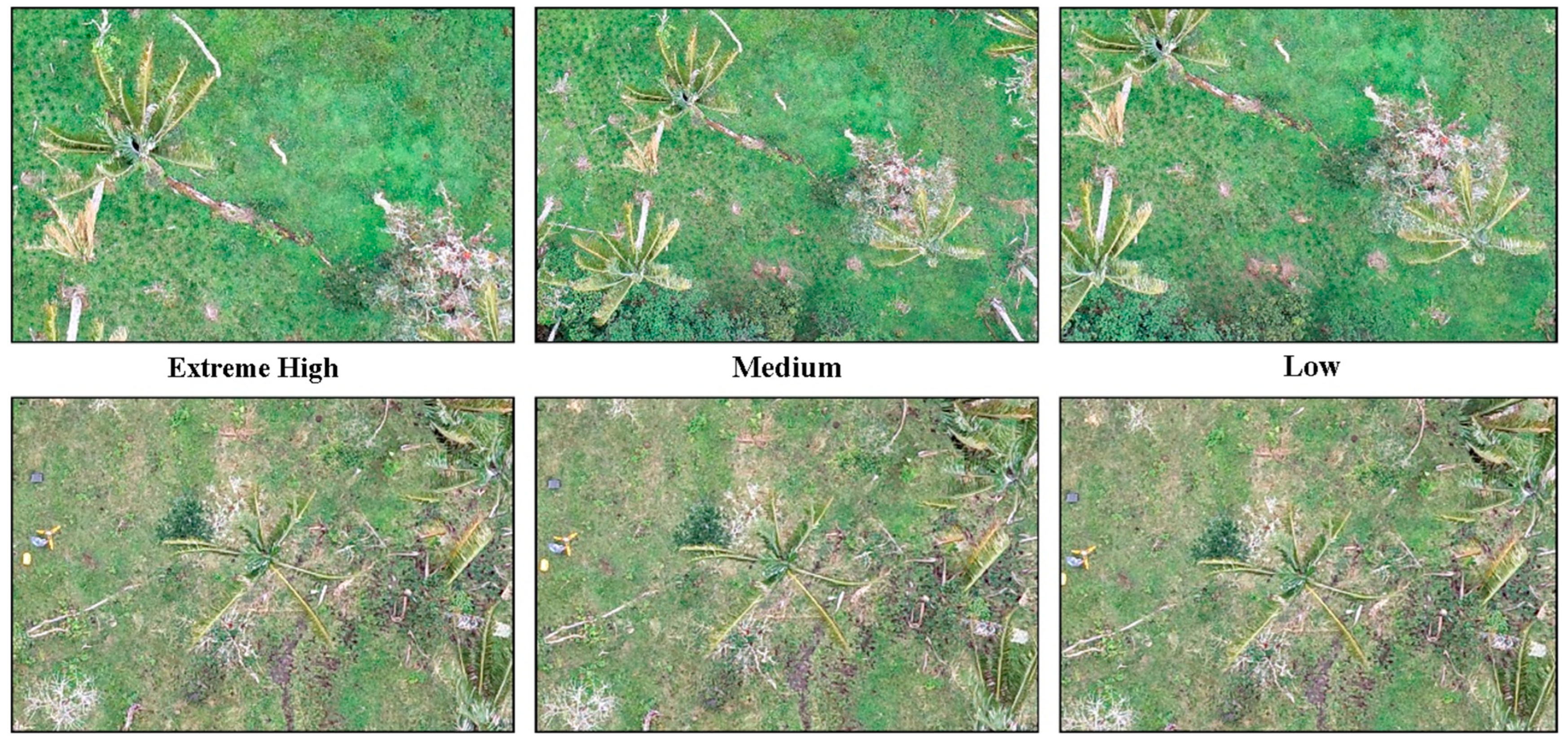 Forests 16 01061 g002