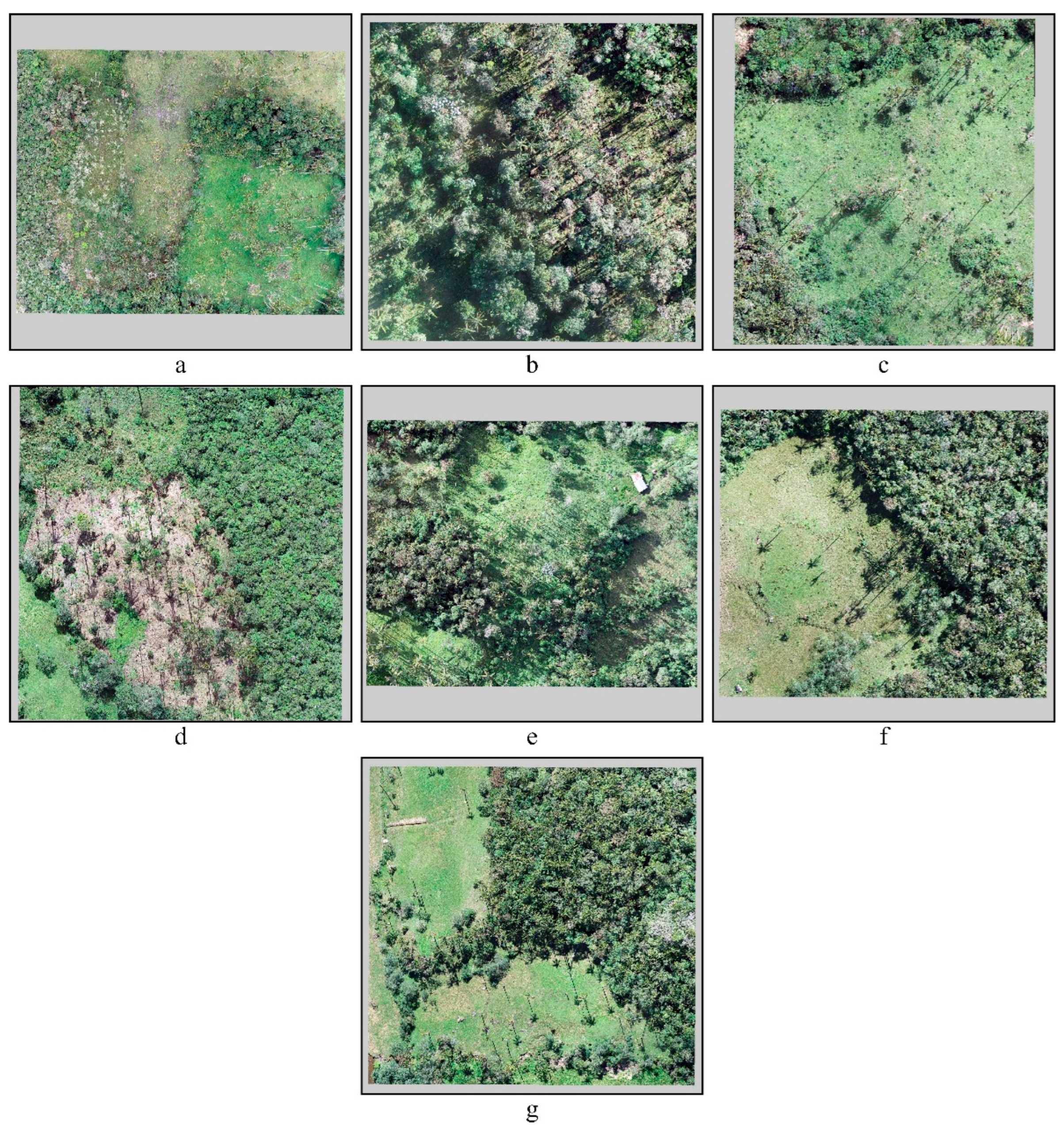 Forests 16 01061 g003