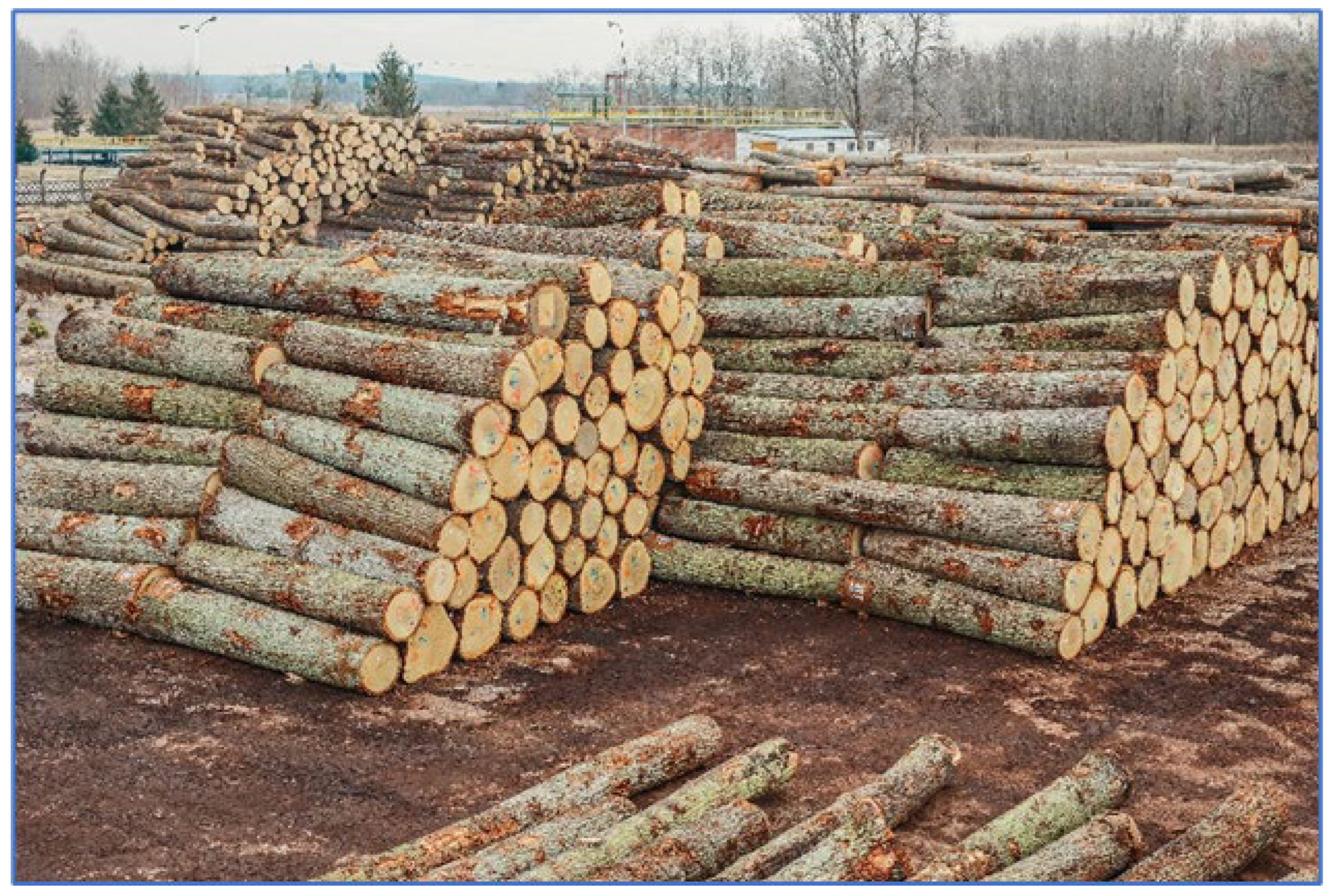 Forests 16 01063 g005