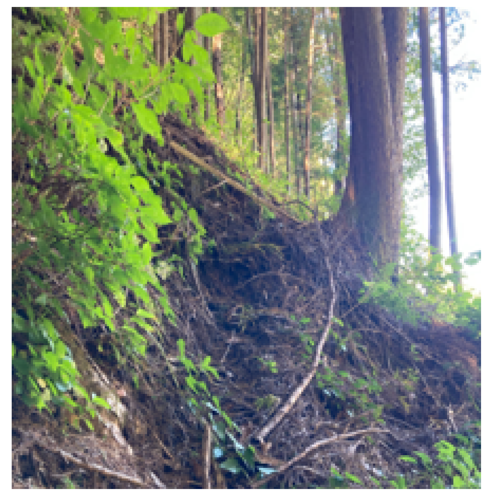 Forests 16 01067 g003