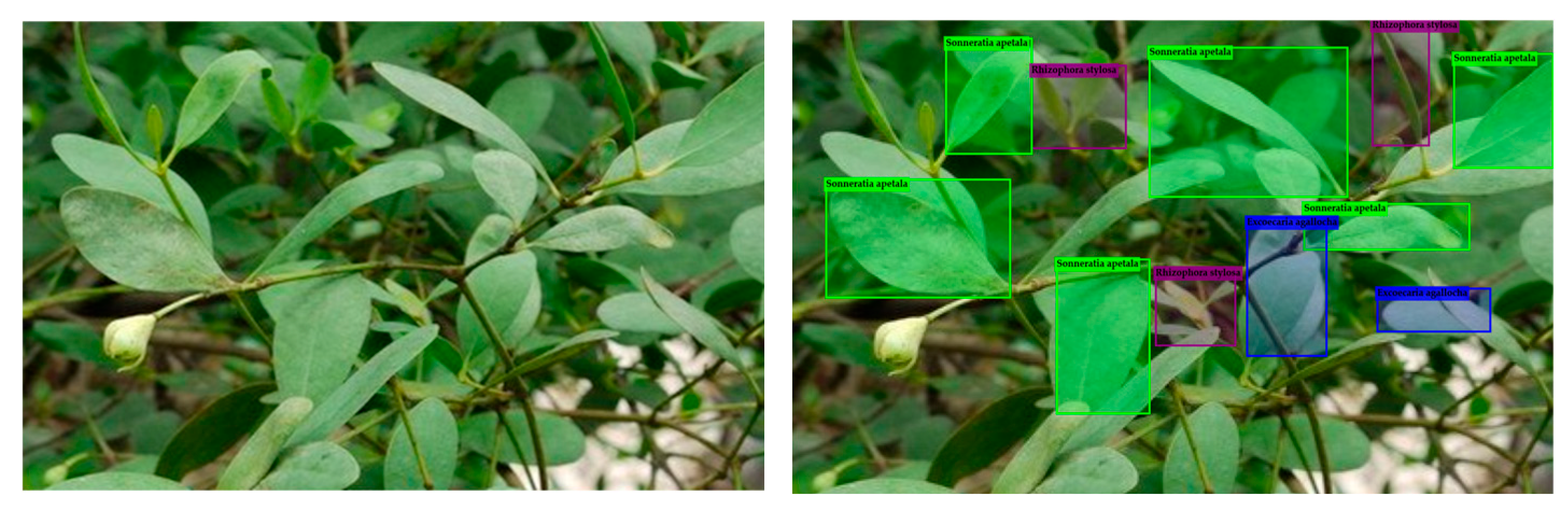 Forests 16 01068 g010