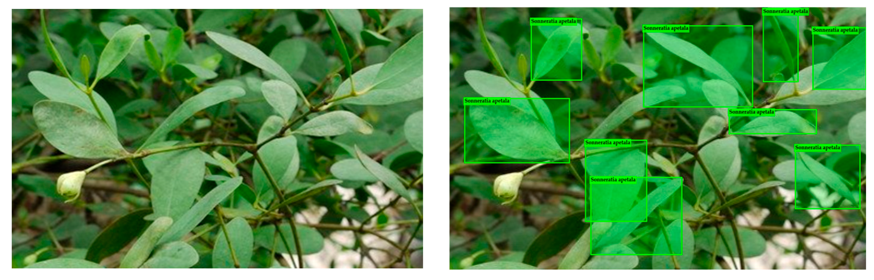 Forests 16 01068 g012