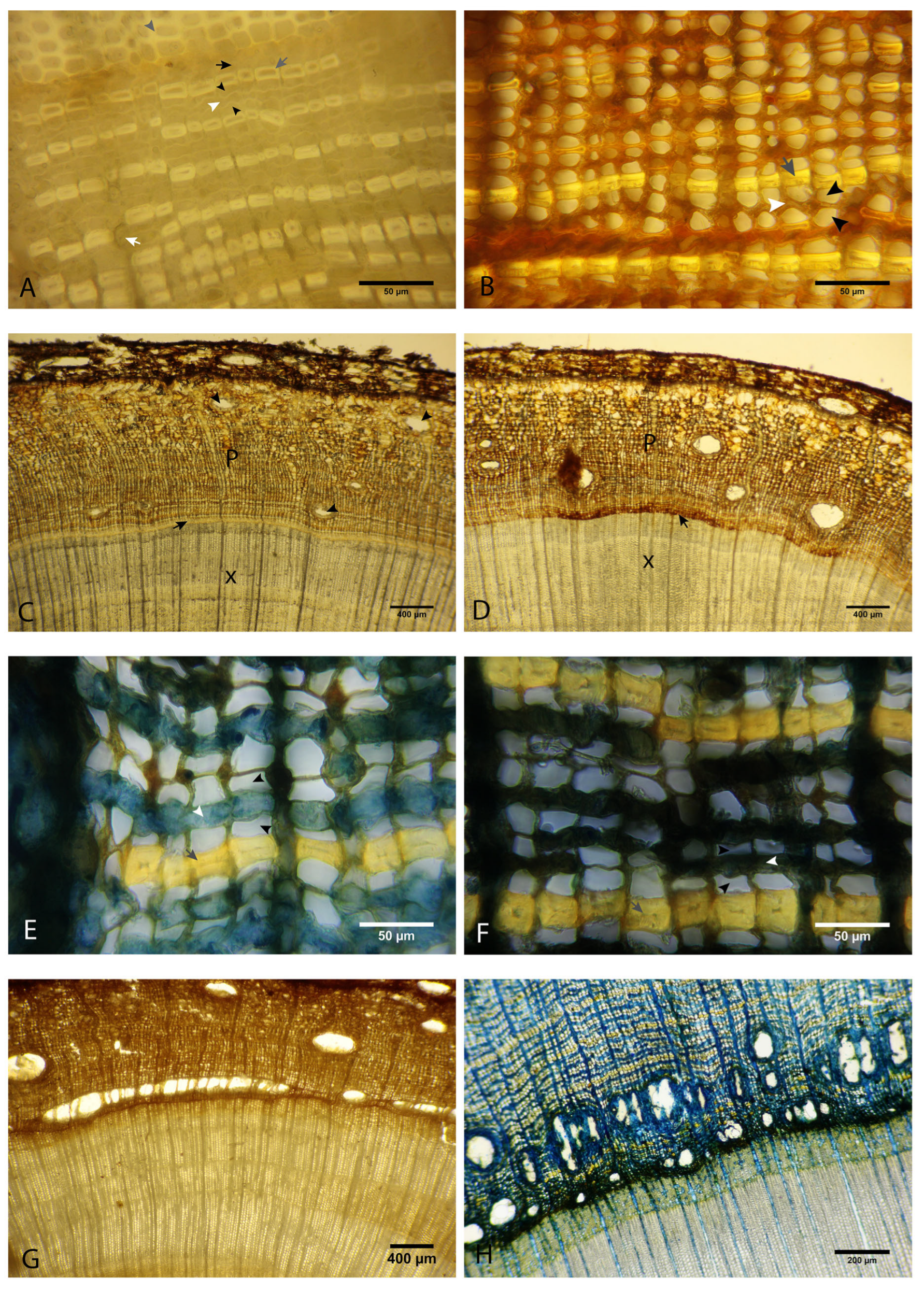 Forests 16 01073 g001