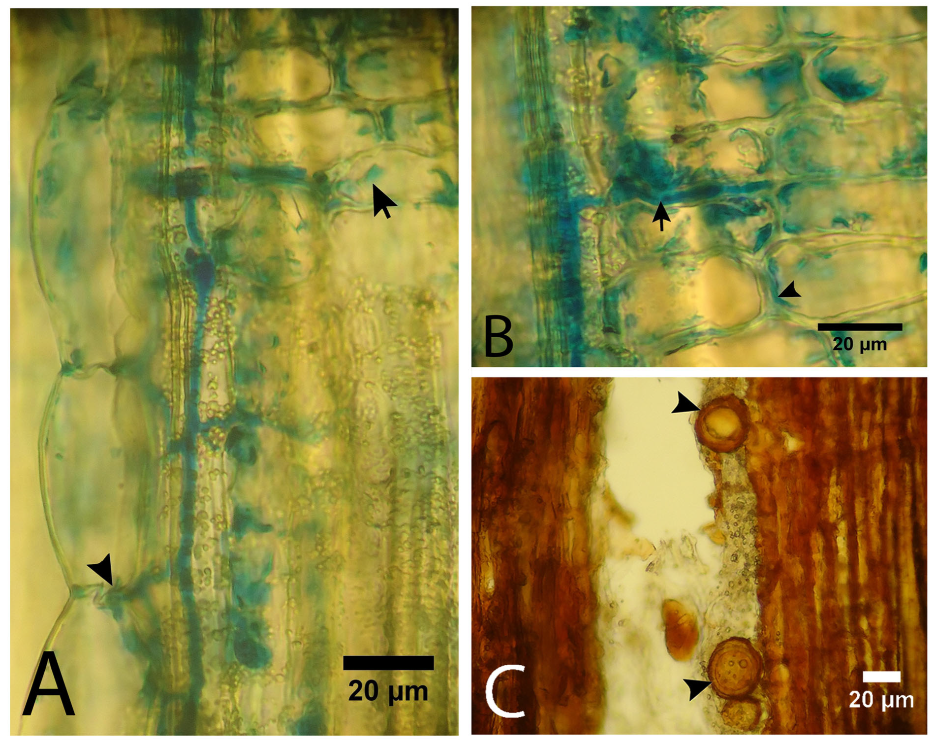 Forests 16 01073 g003