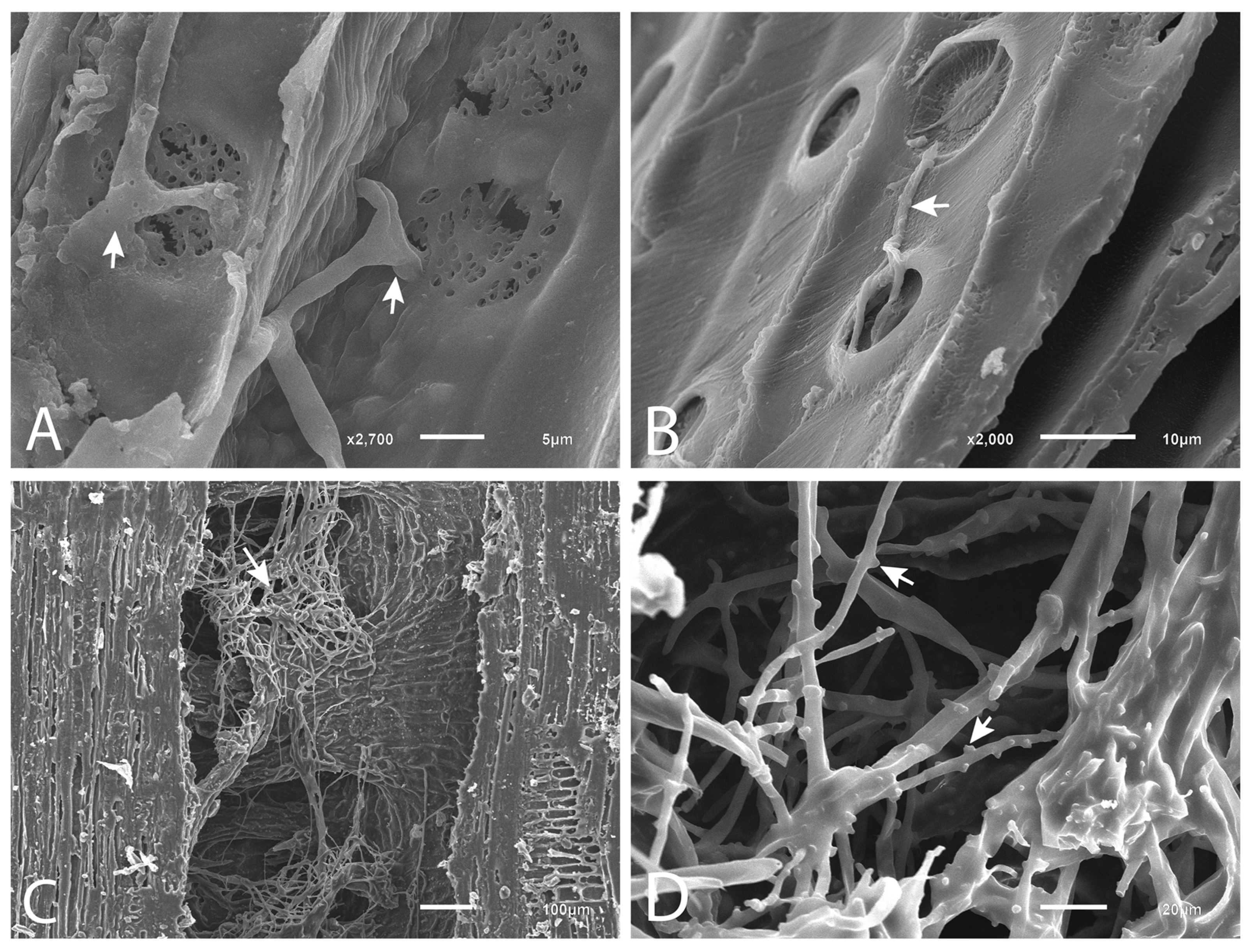 Forests 16 01073 g004