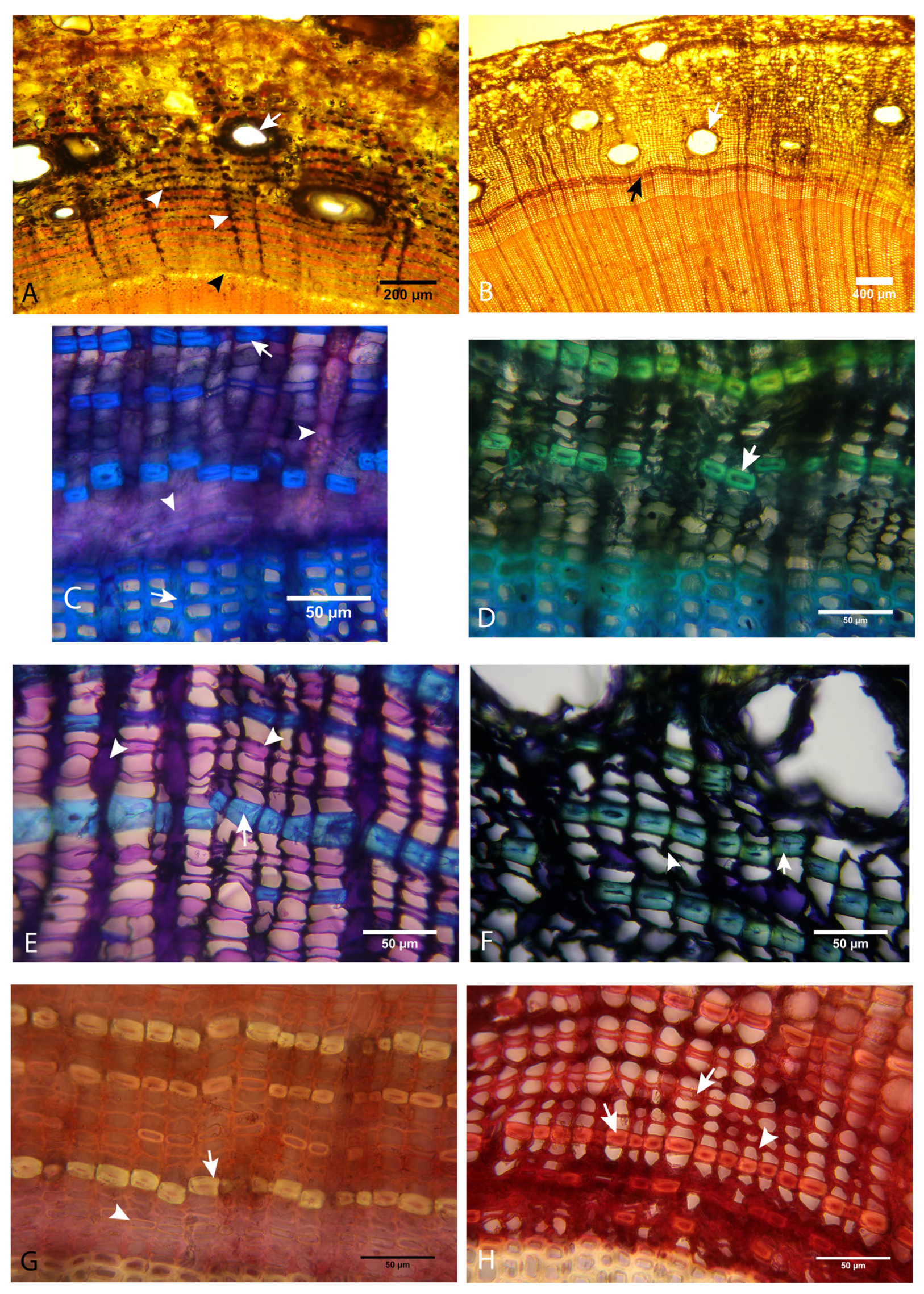 Forests 16 01073 g005