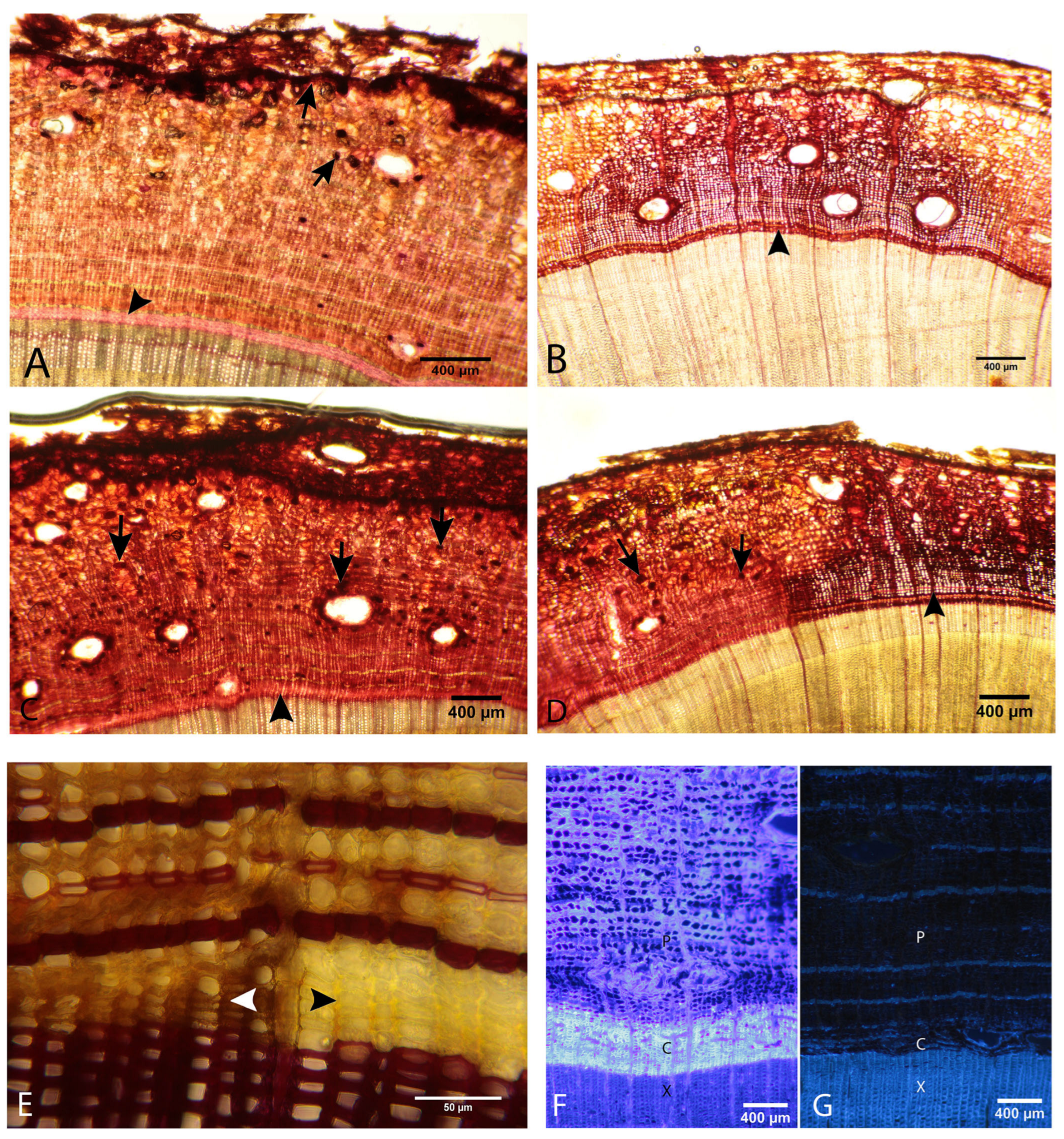 Forests 16 01073 g006