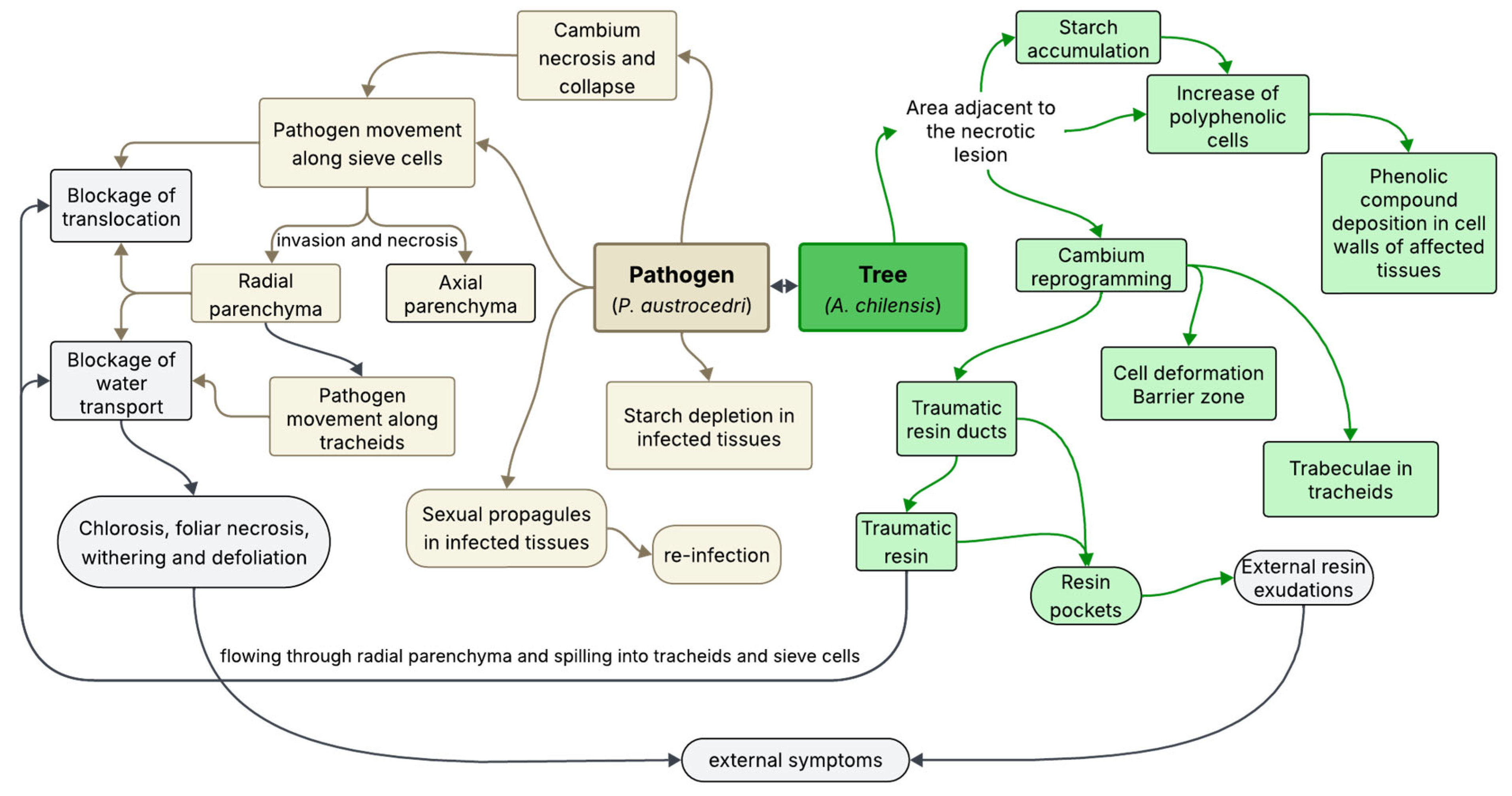 Forests 16 01073 g007