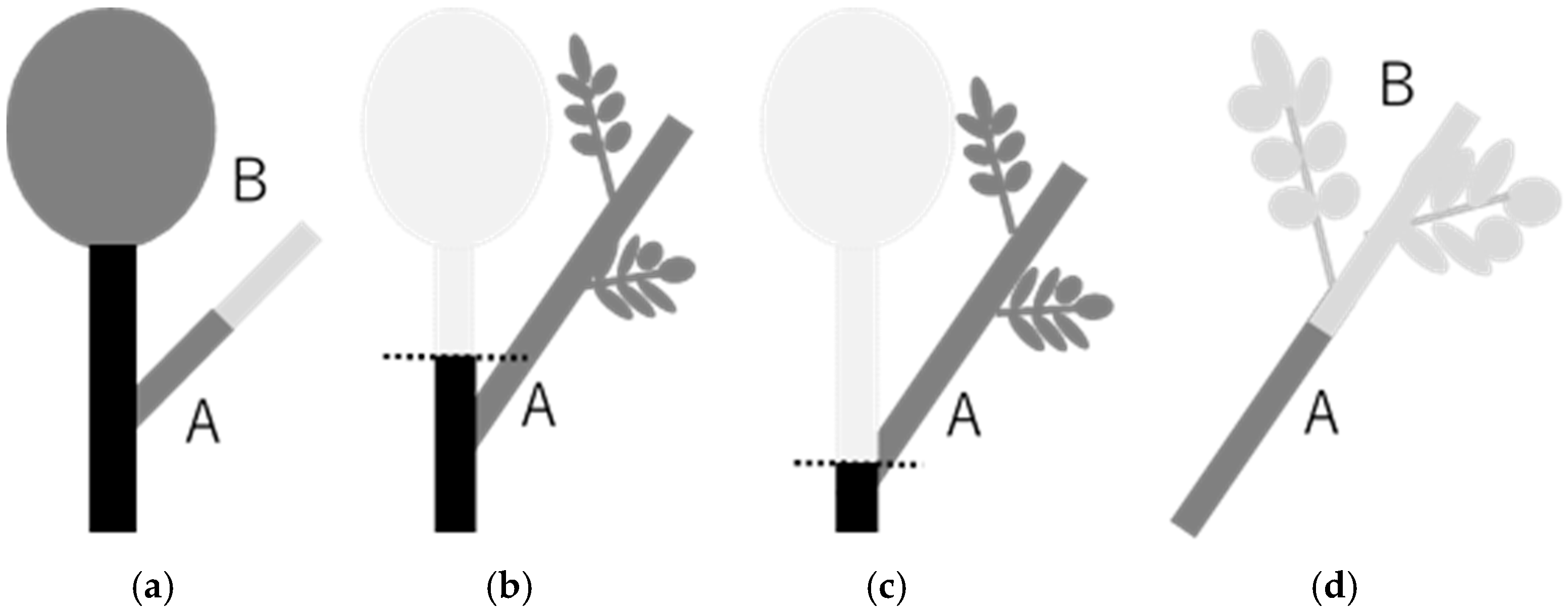 Forests 16 01084 g002
