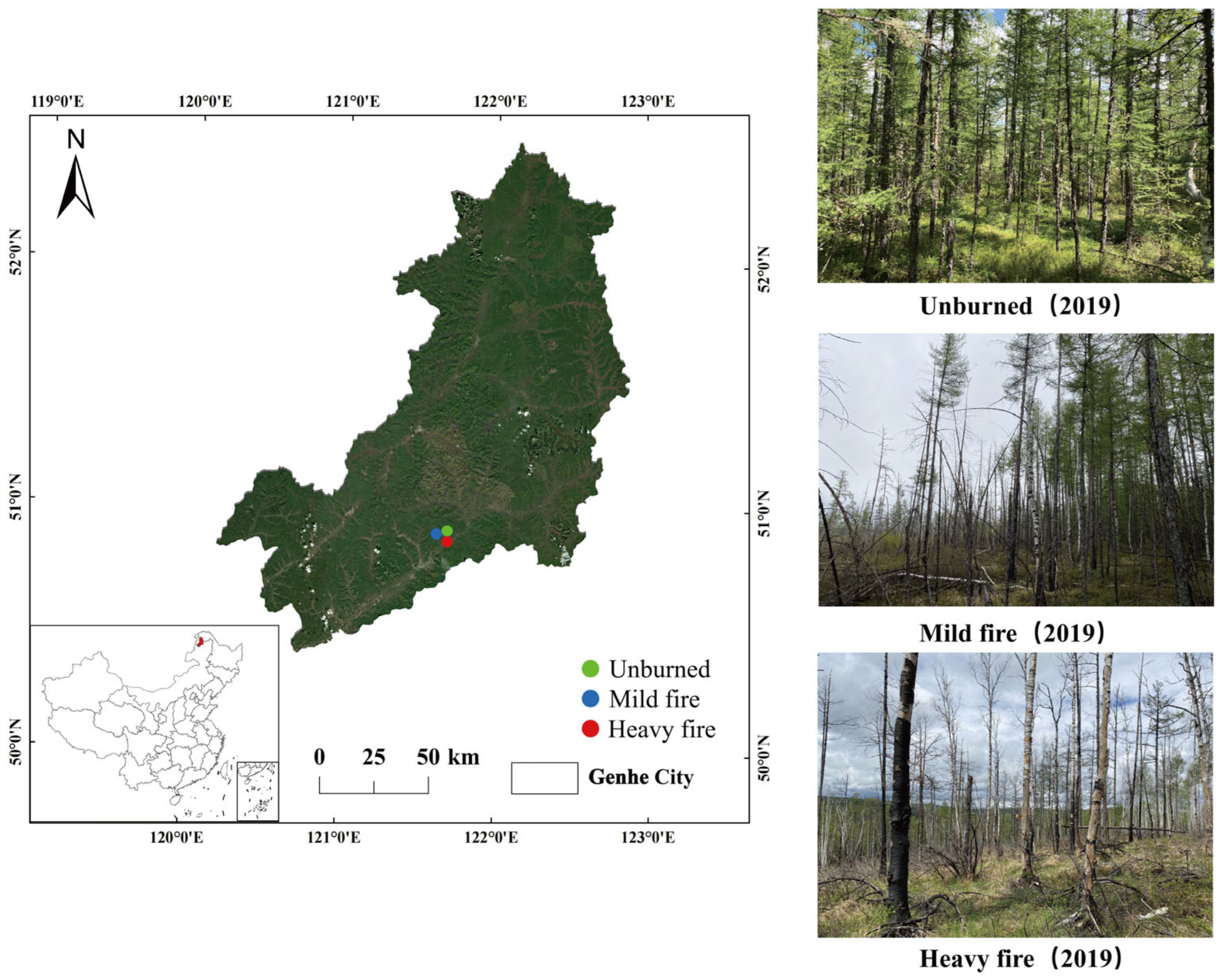 Forests 16 01094 g001