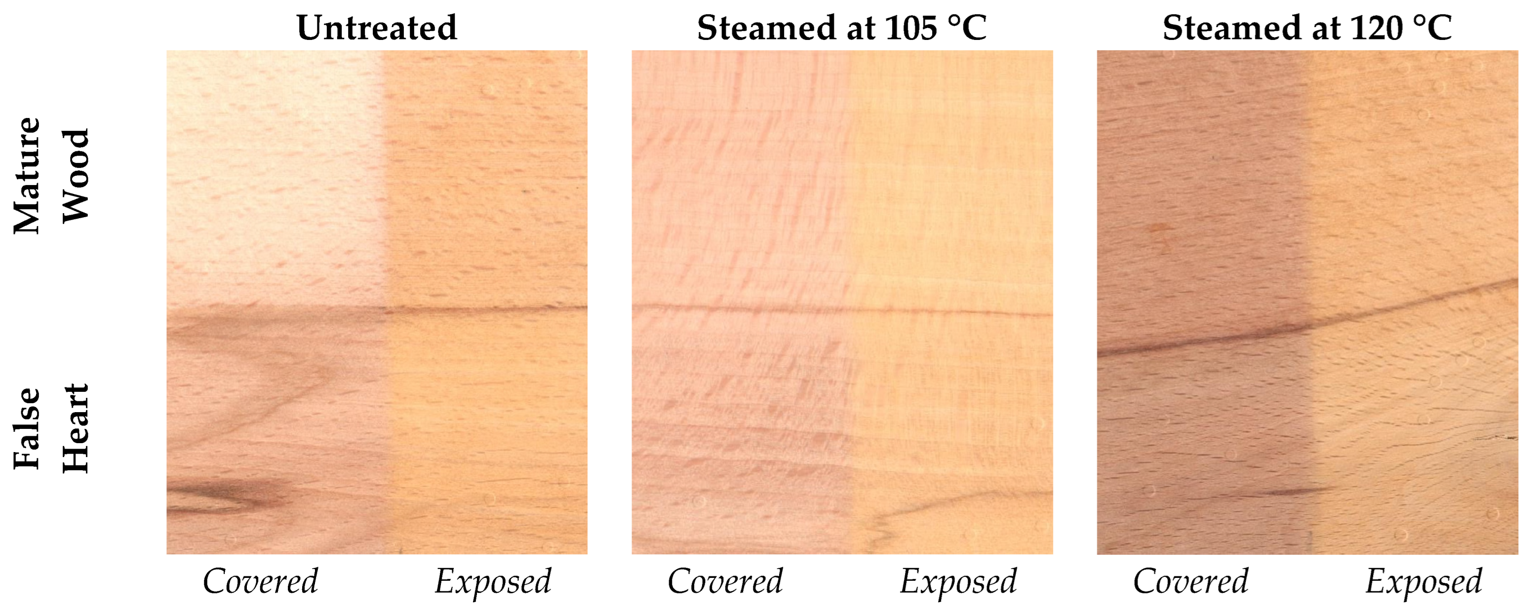 Forests 16 01104 g001