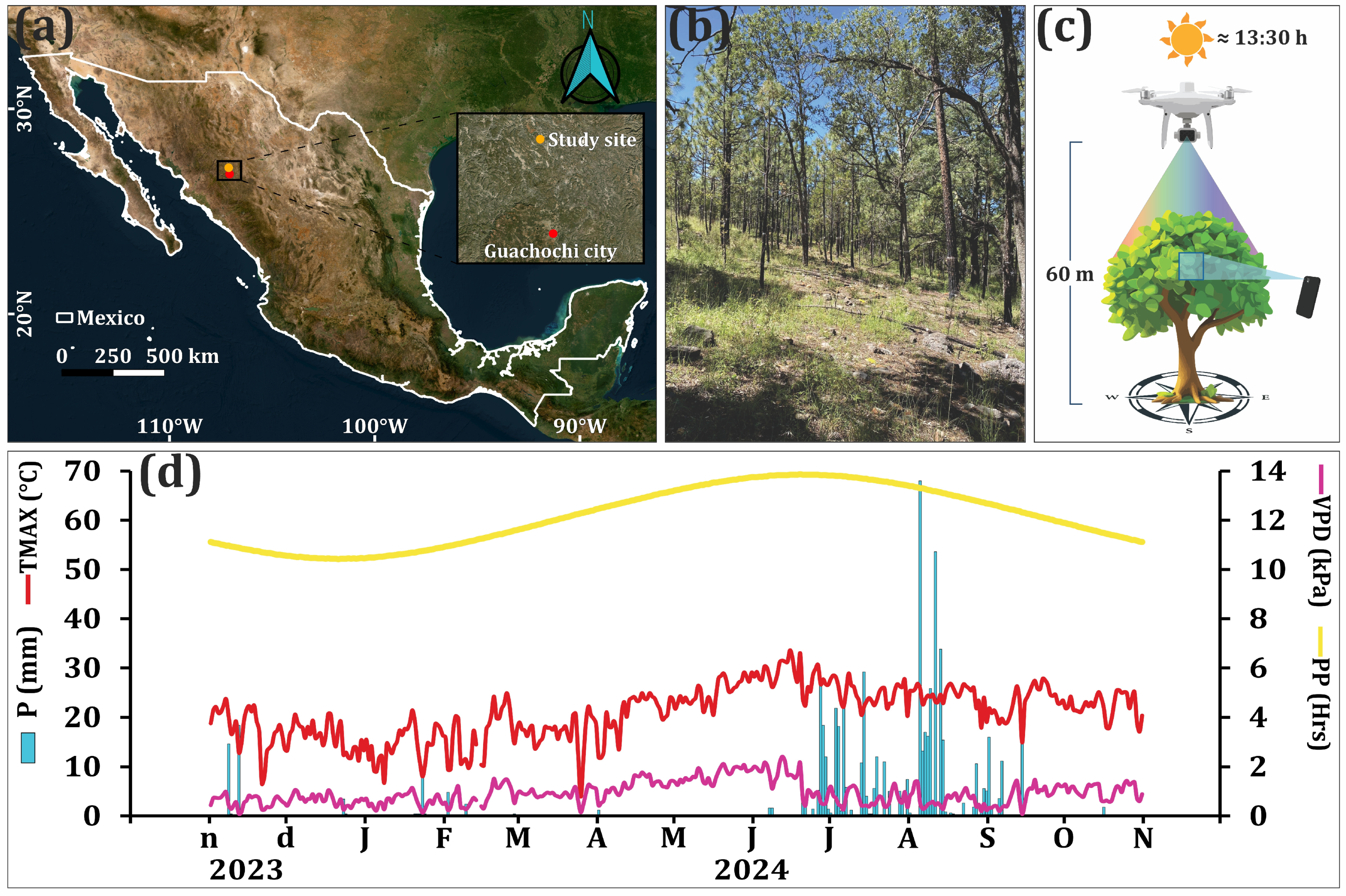 Forests 16 01118 g001