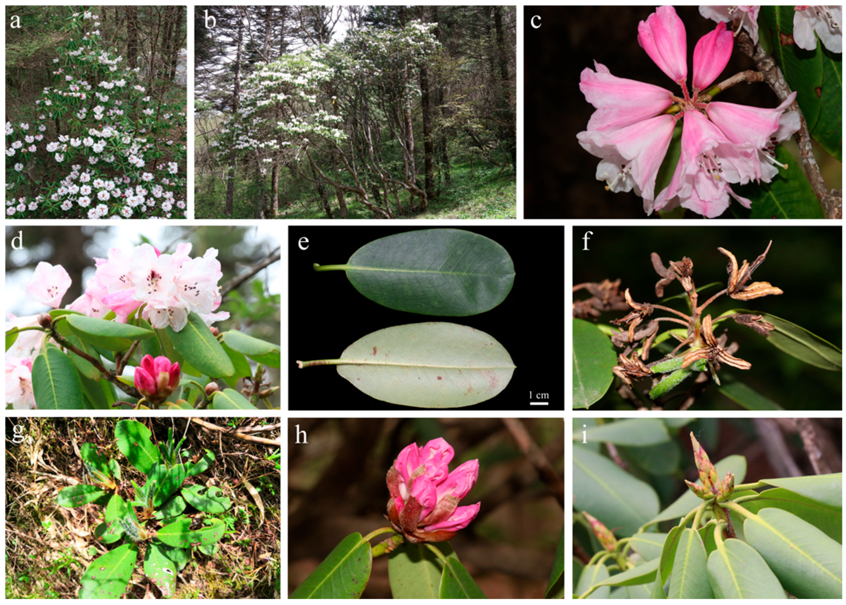 Forests 16 01120 g001